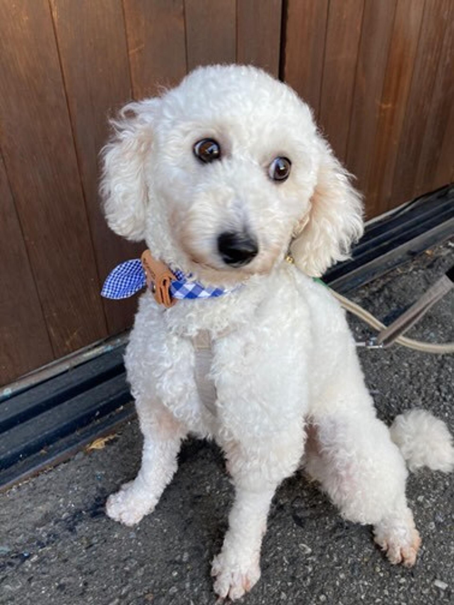 pet-image-2