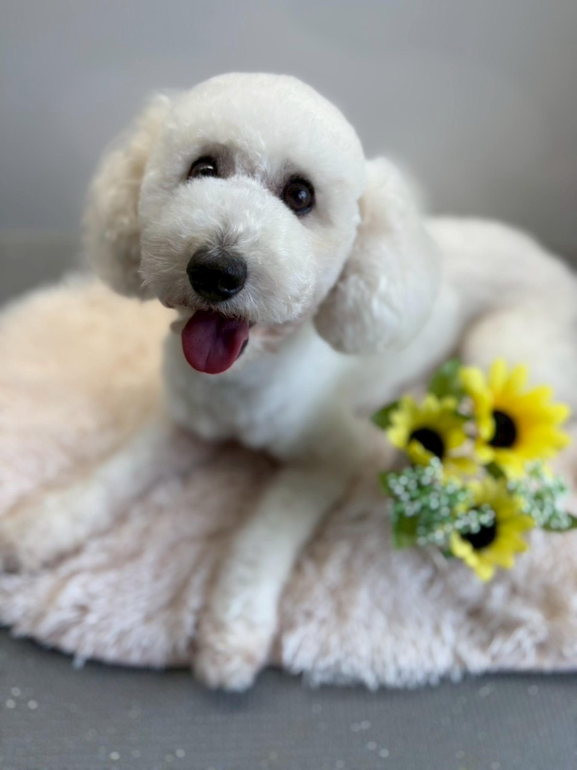 pet-image-3