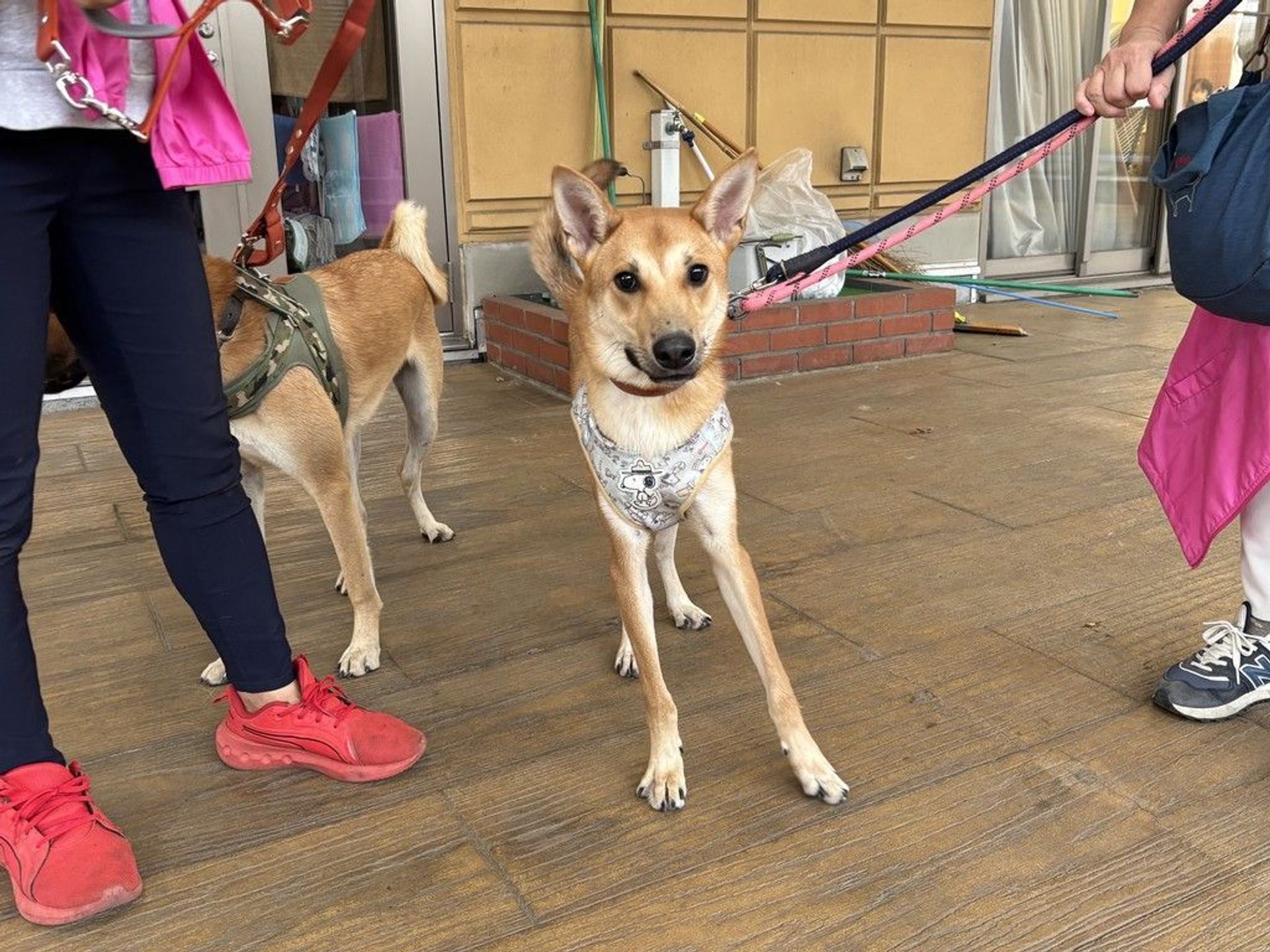 雑種（ミックス犬）・オスの里親募集の写真