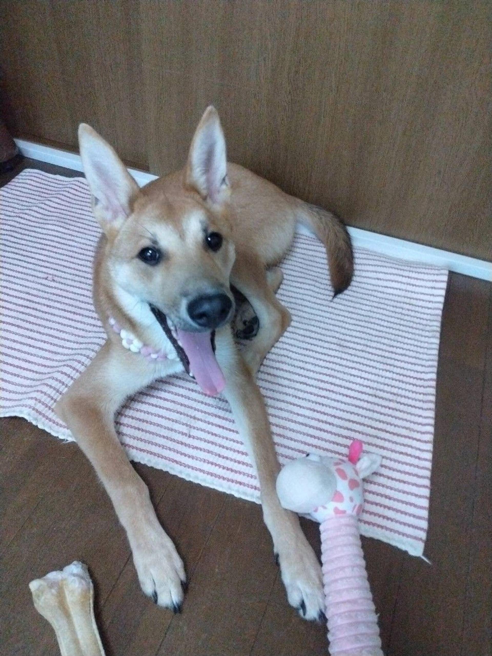 pet-image-2