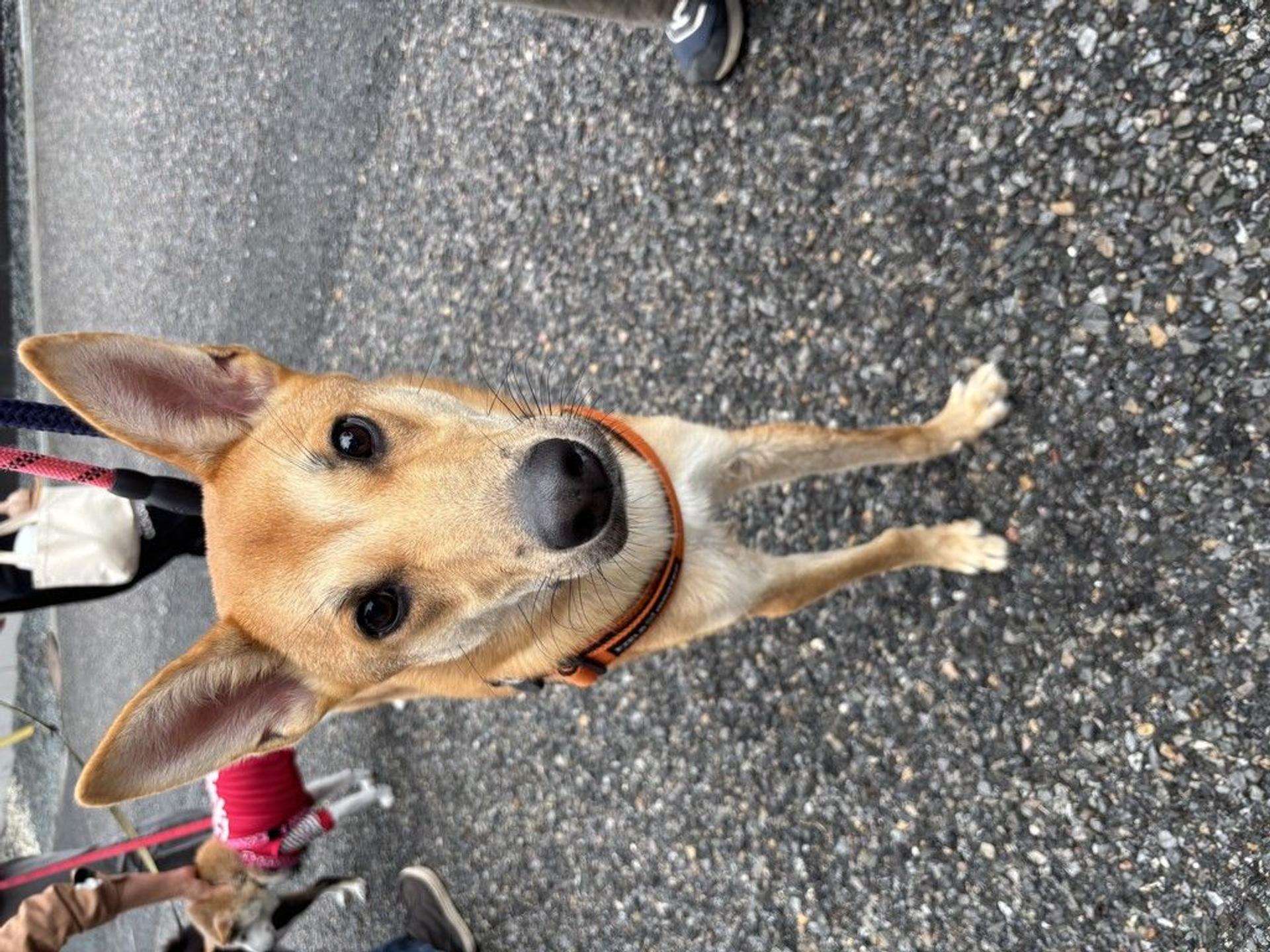 pet-image-3