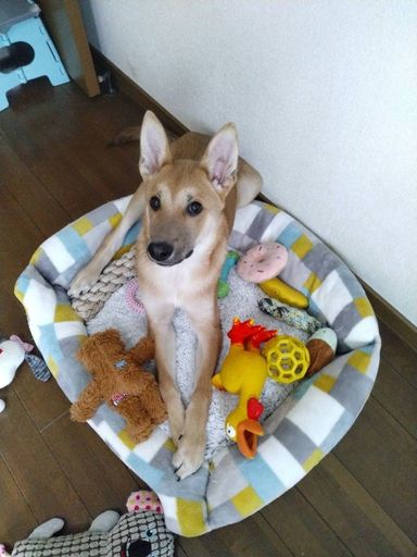 子犬のレモン
