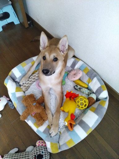 子犬のレモン