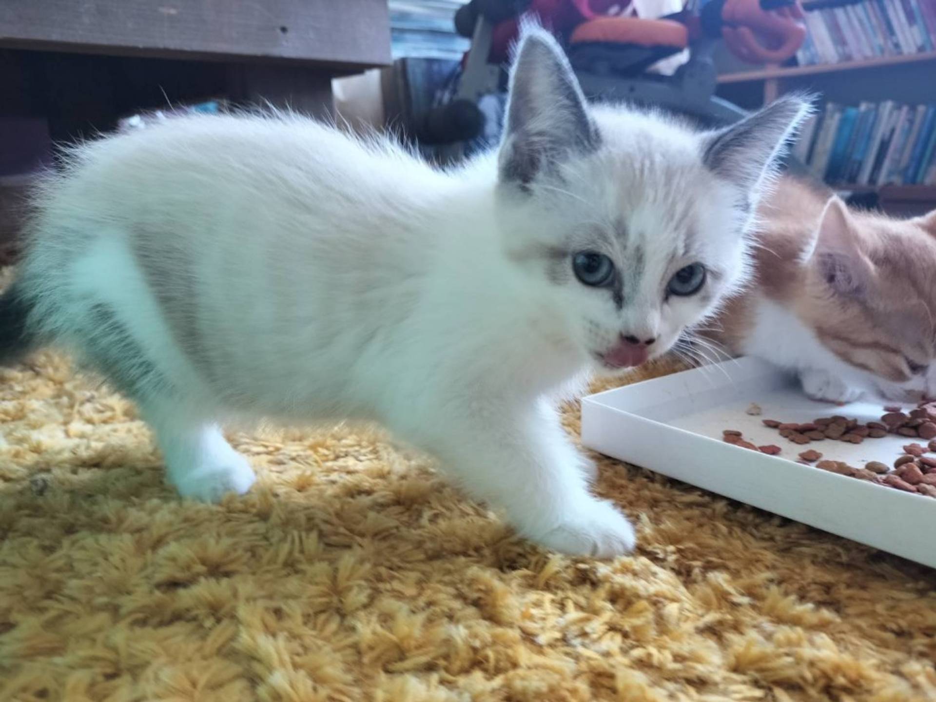 雑種（ミックス猫）・メスの里親募集の写真