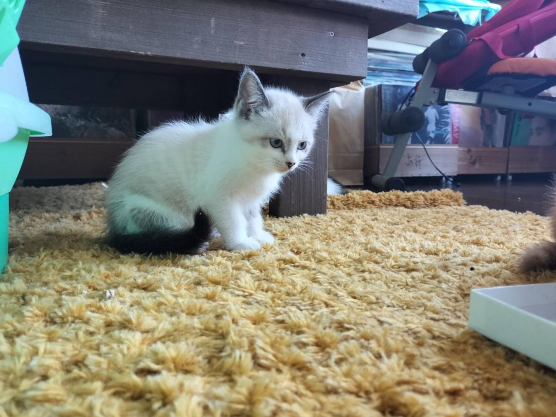pet-image-2