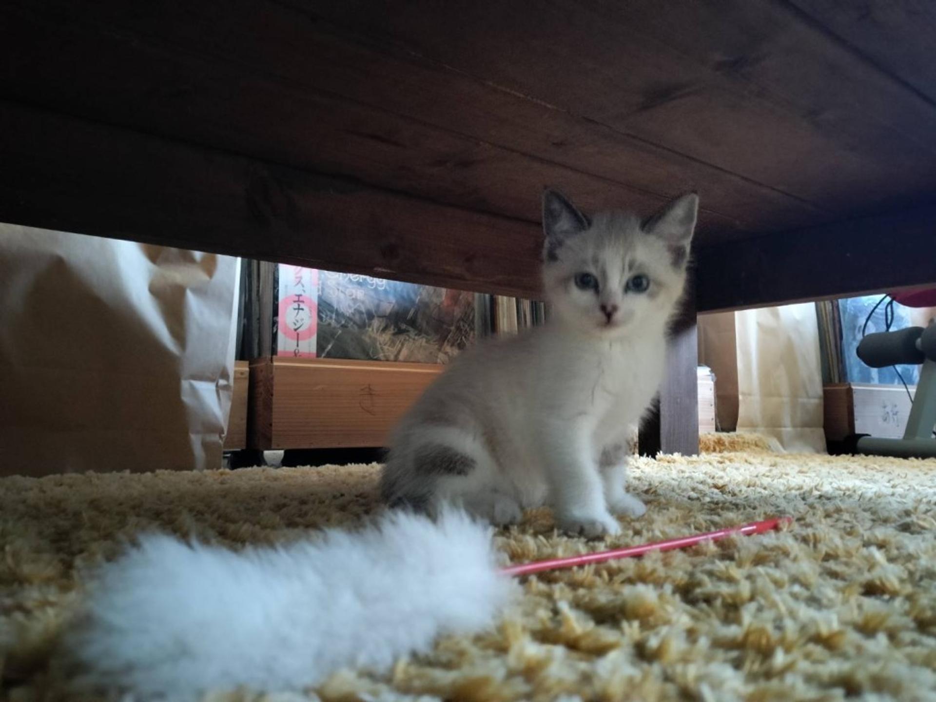 pet-image-3