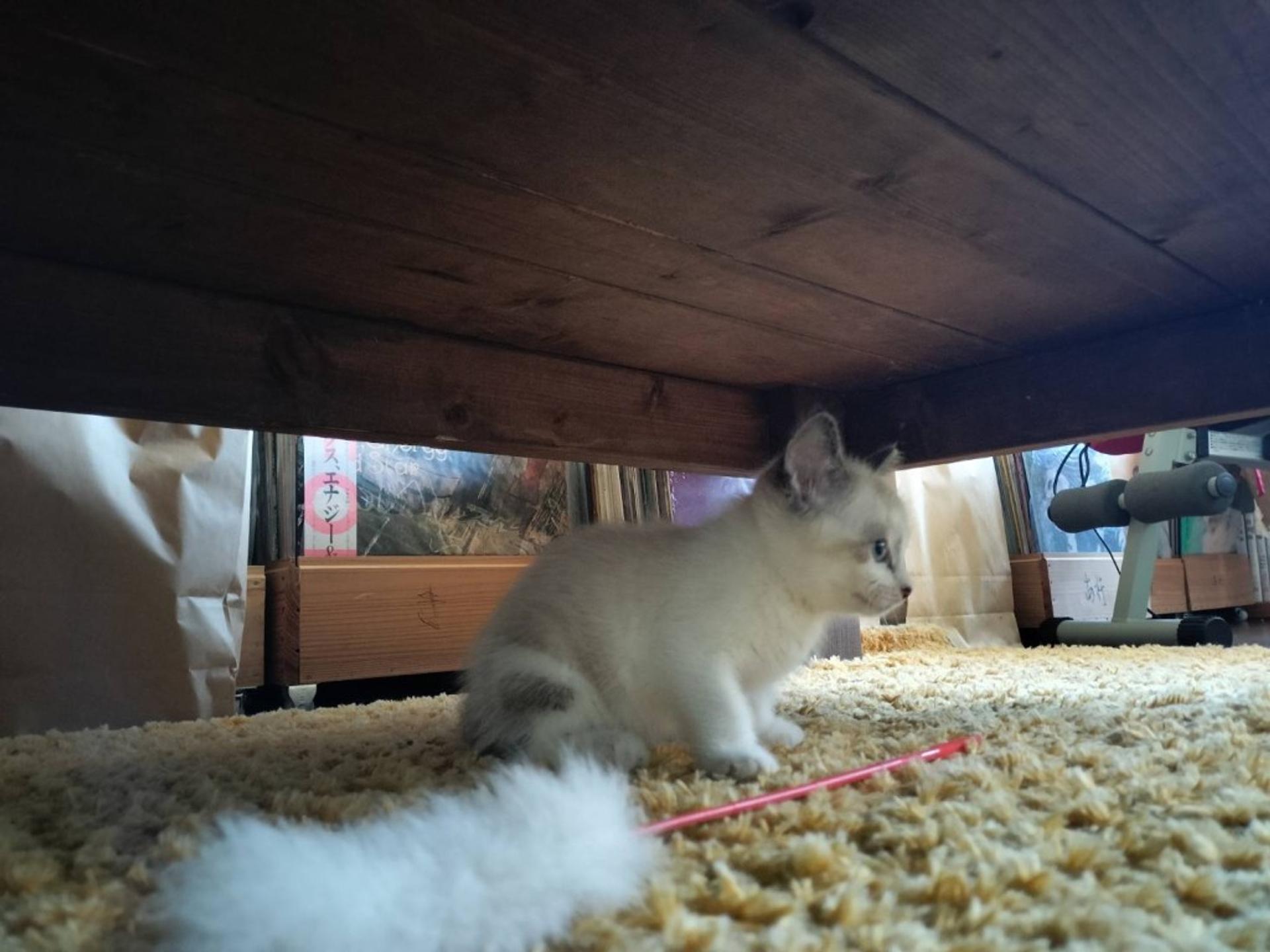 pet-image-4