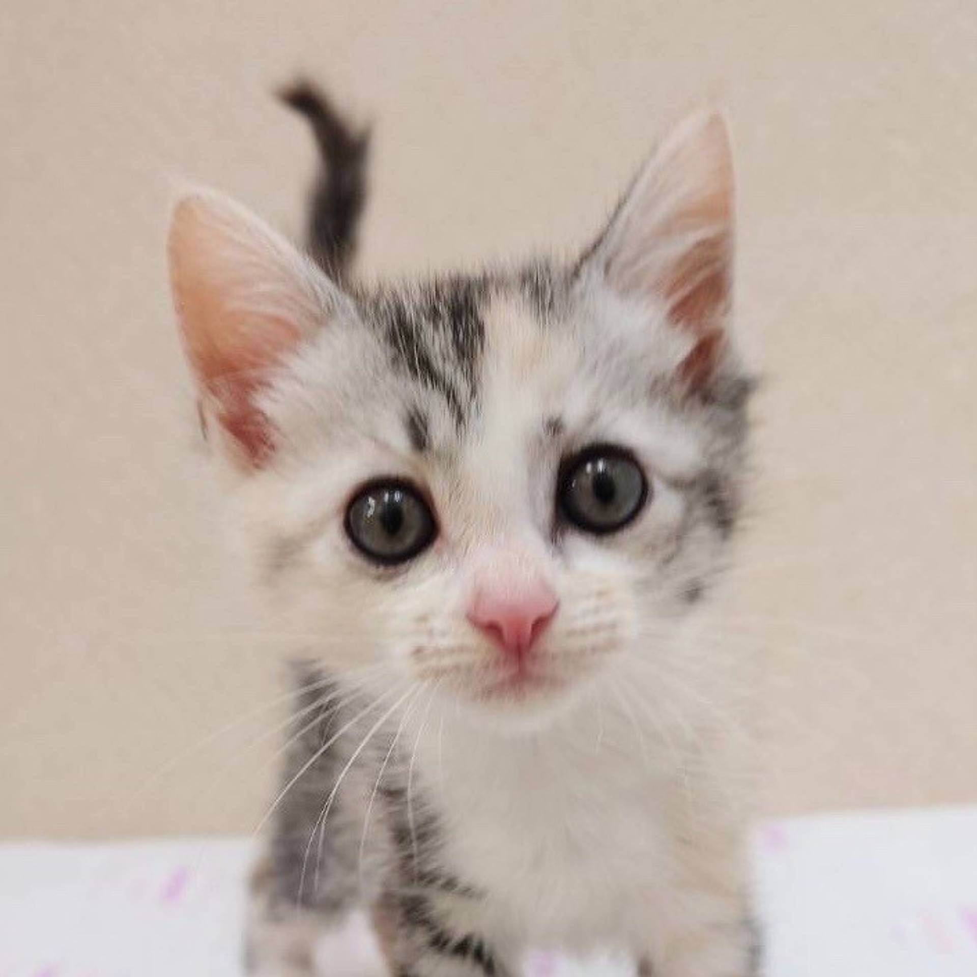 雑種（ミックス猫）・メスの里親募集の写真