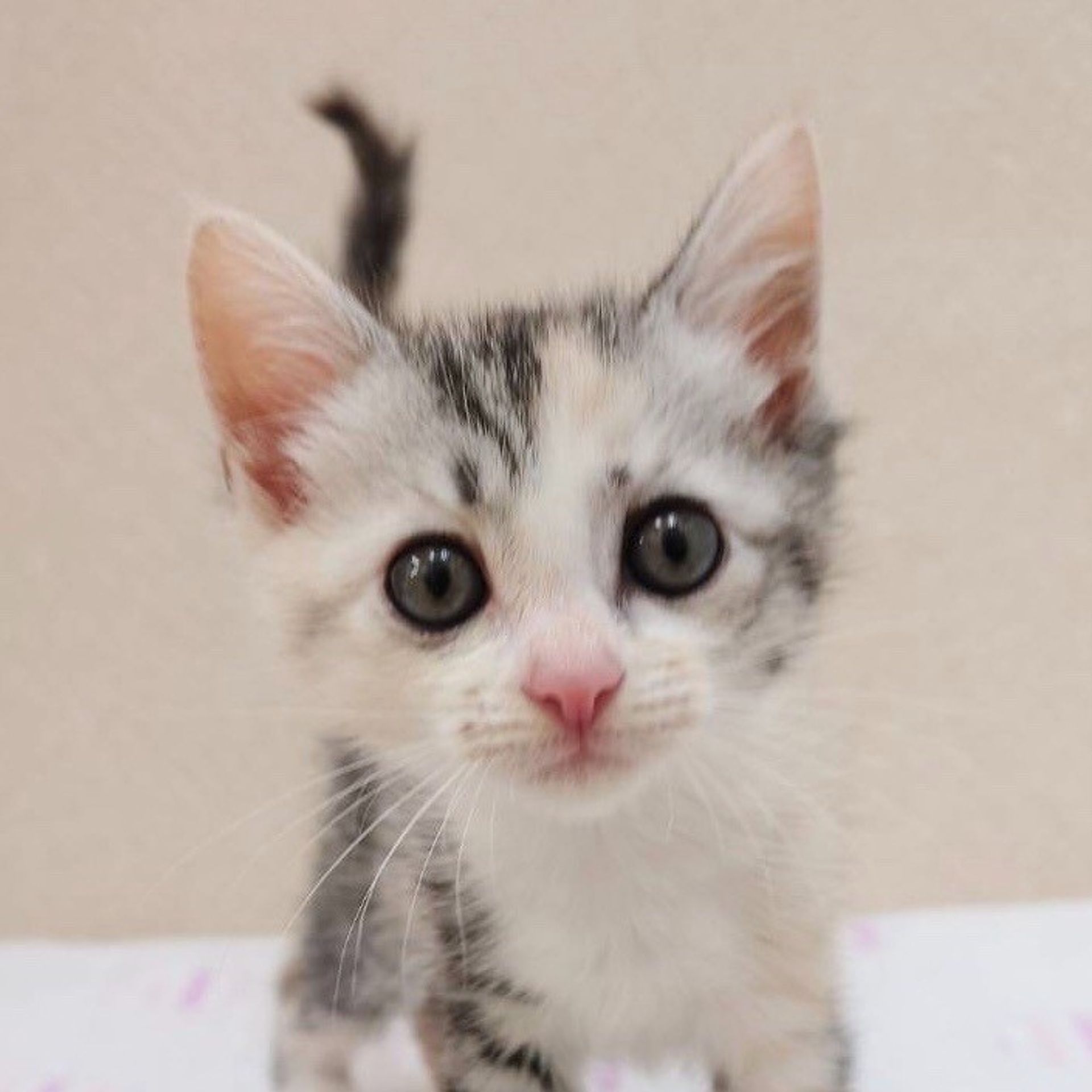 雑種（ミックス猫）・メスの里親募集の写真