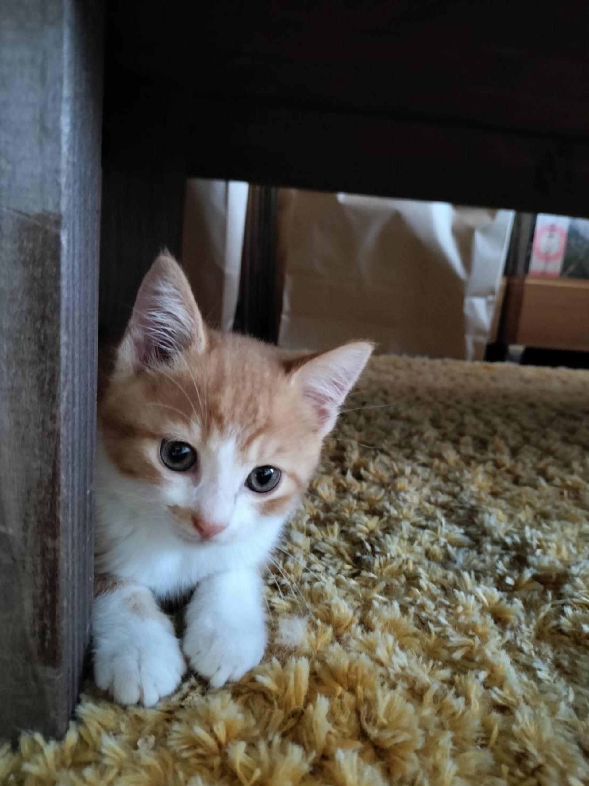 pet-image-4