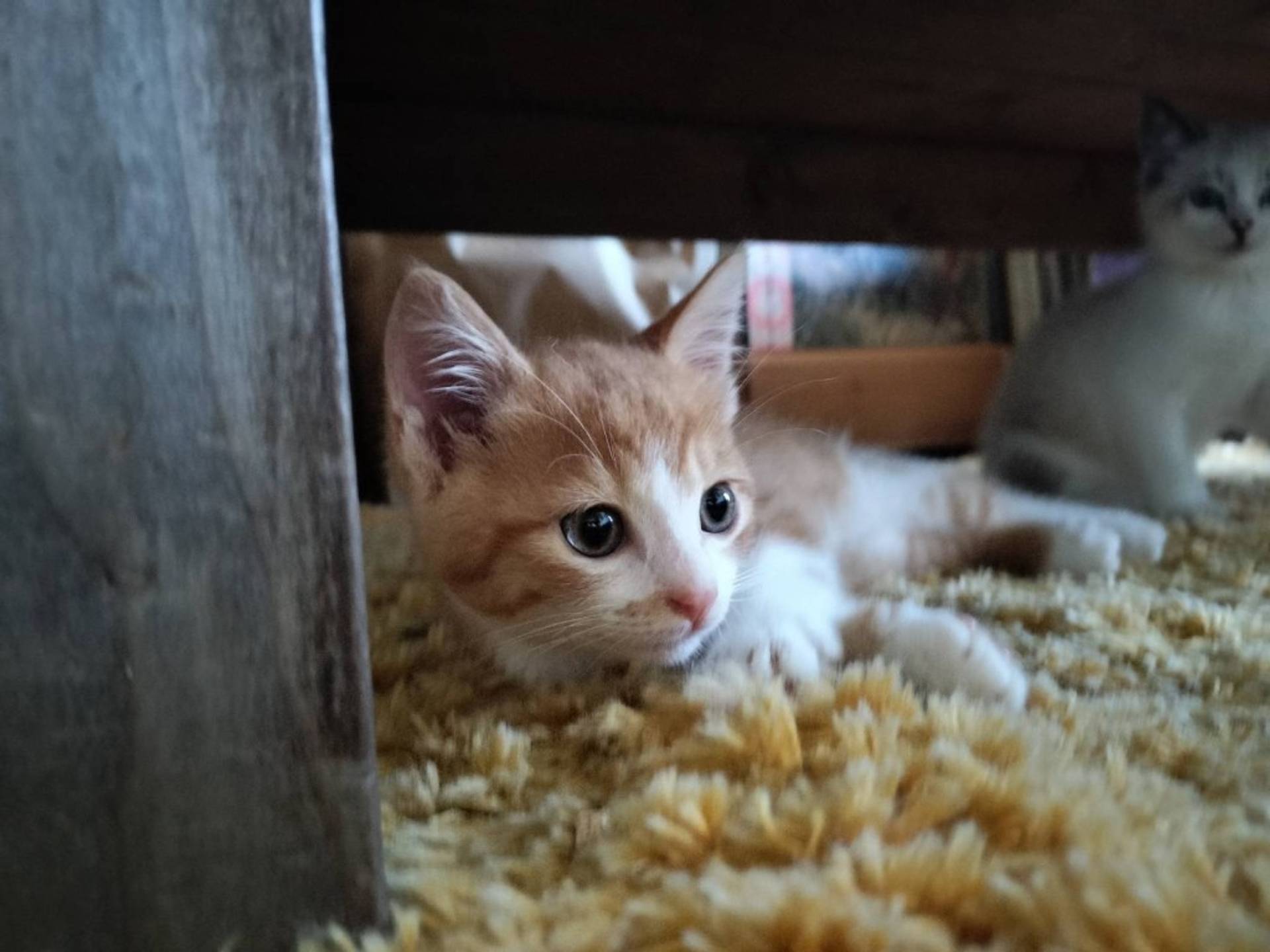 雑種（ミックス猫）・オスの里親募集の写真