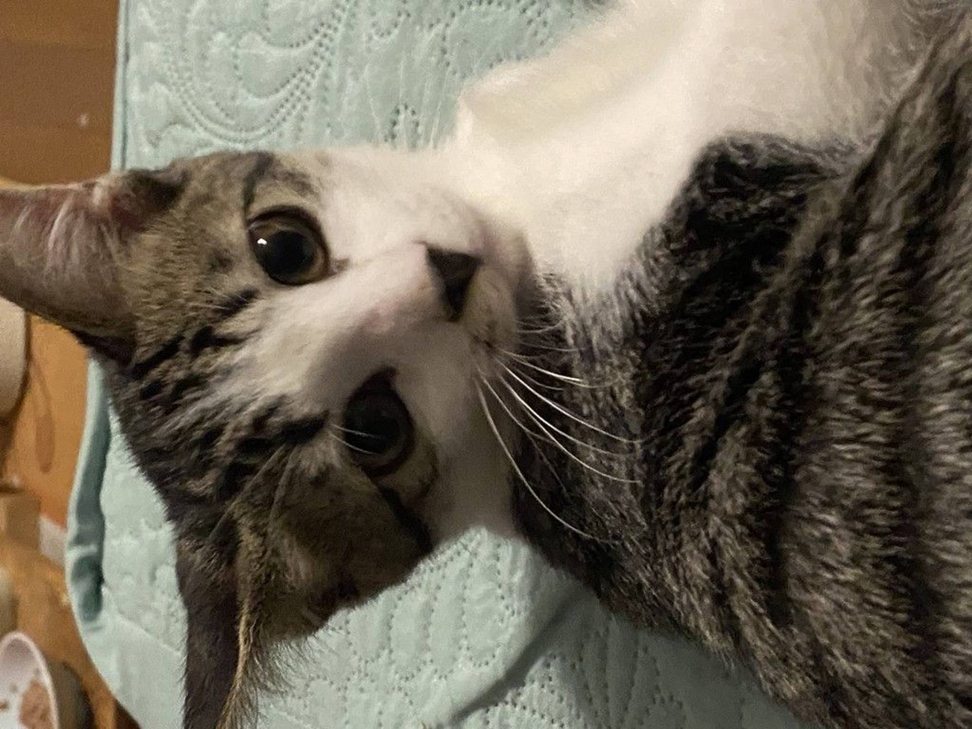 雑種（ミックス猫）・オスの里親募集の写真