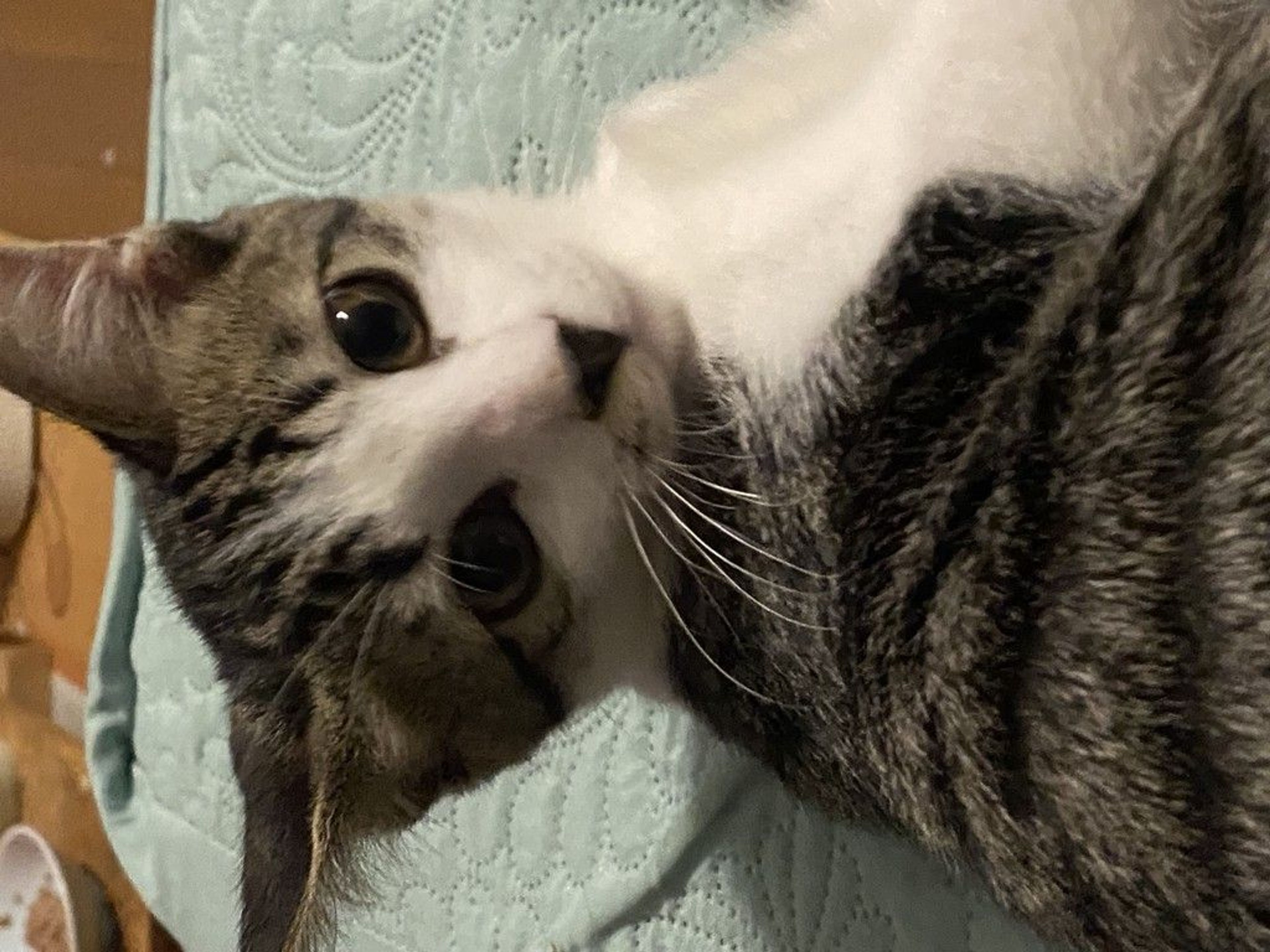 雑種（ミックス猫）・オスの里親募集の写真