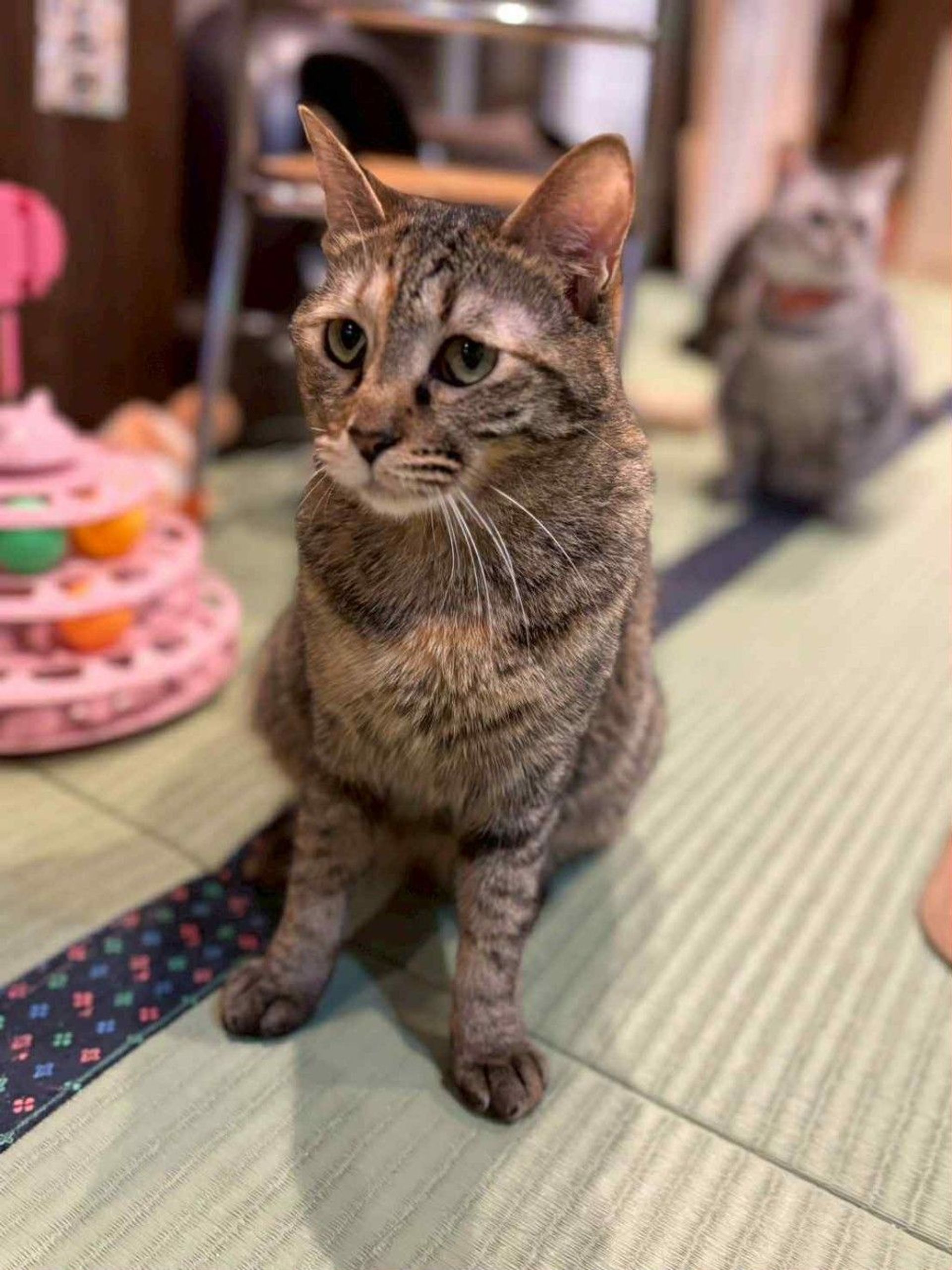 雑種（ミックス猫）・メスの里親募集の写真