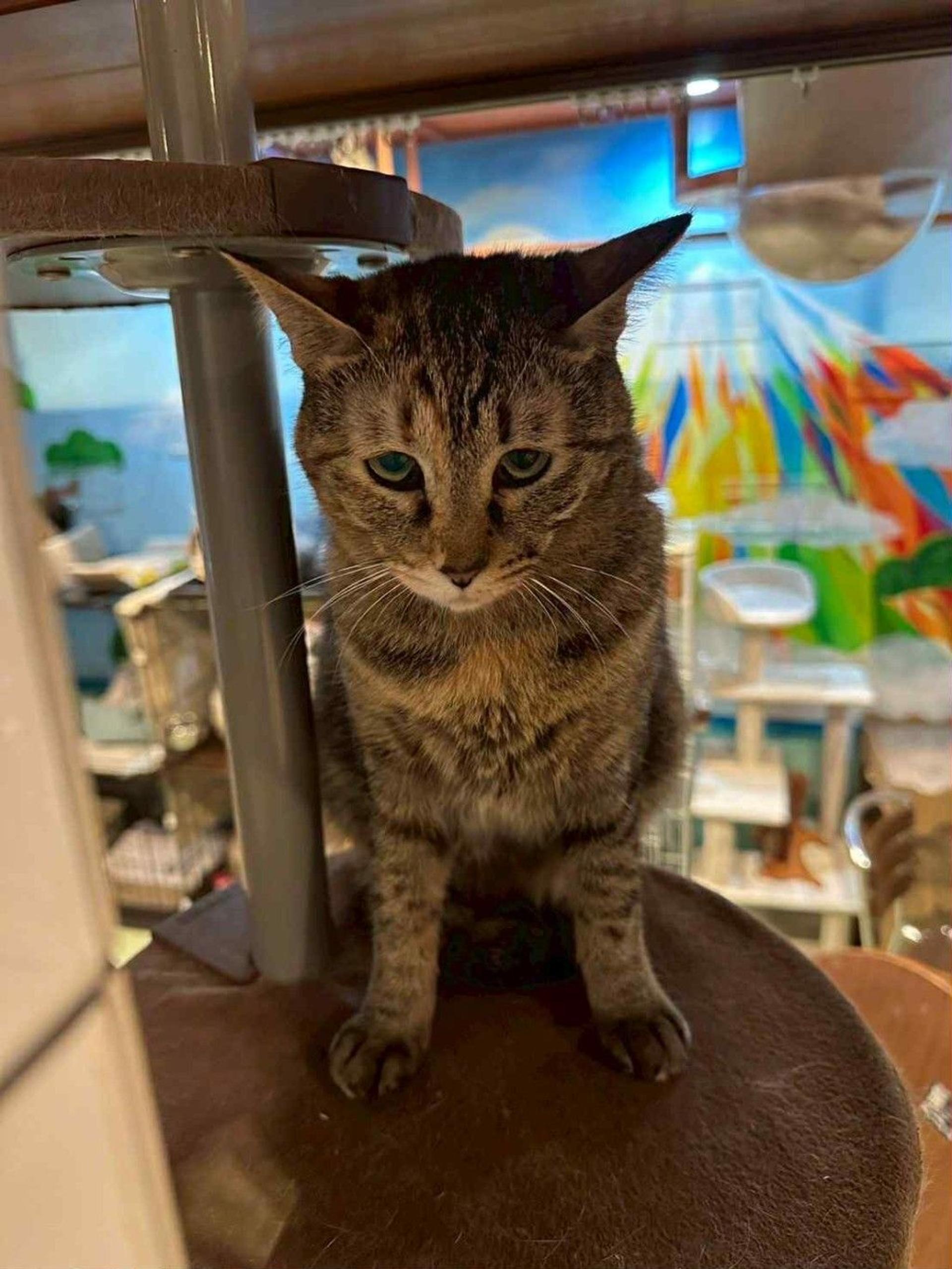pet-image-4