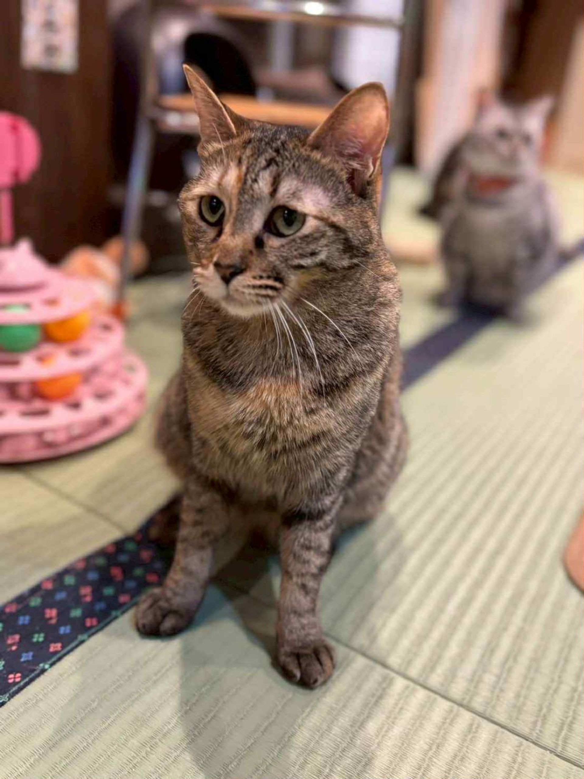 雑種（ミックス猫）・メスの里親募集の写真
