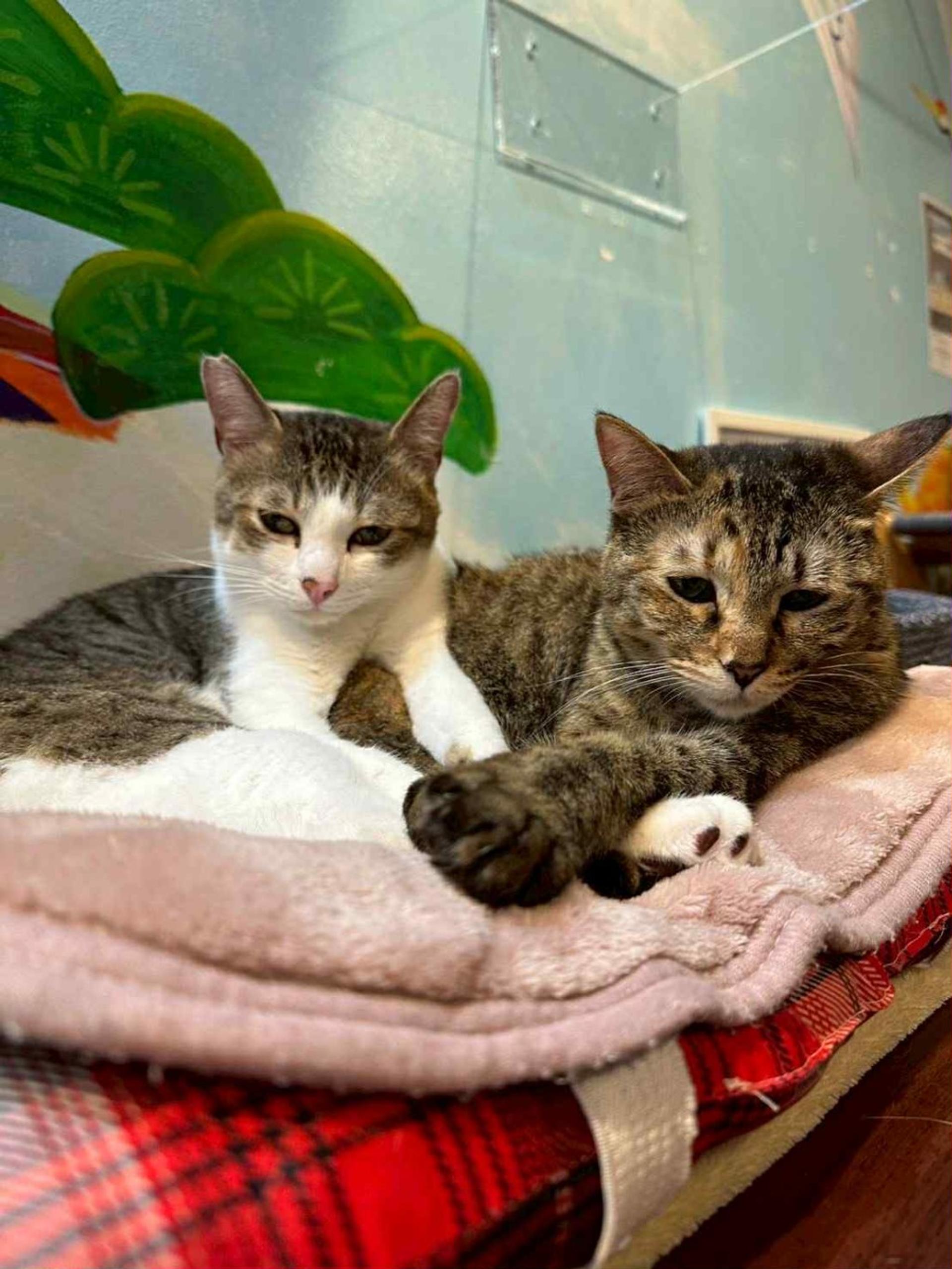 pet-image-5