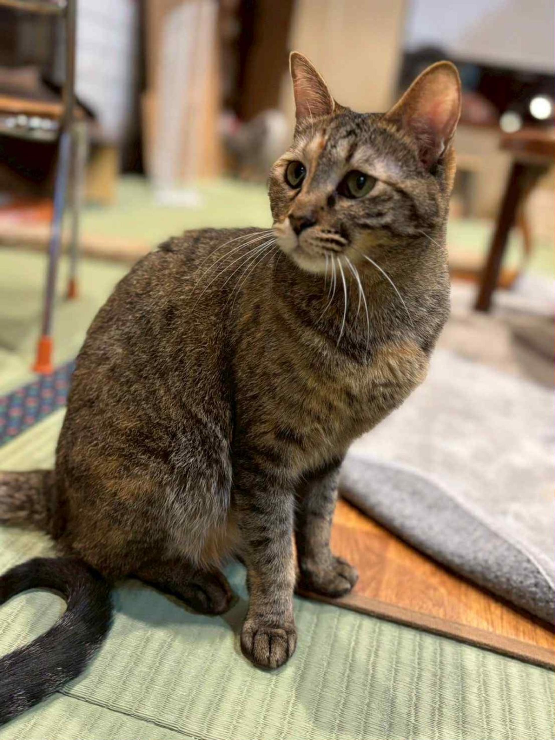 pet-image-2