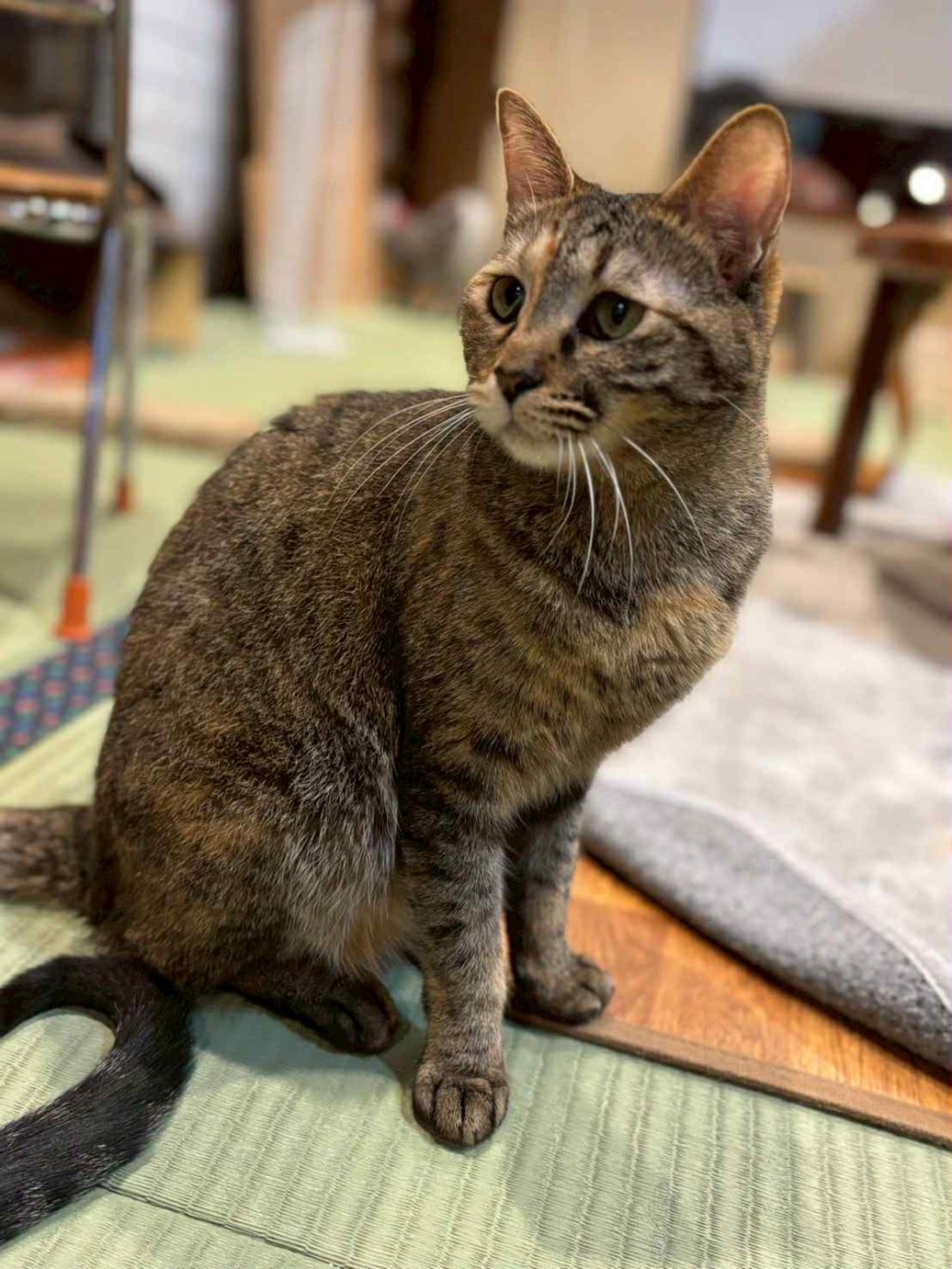 pet-image-2