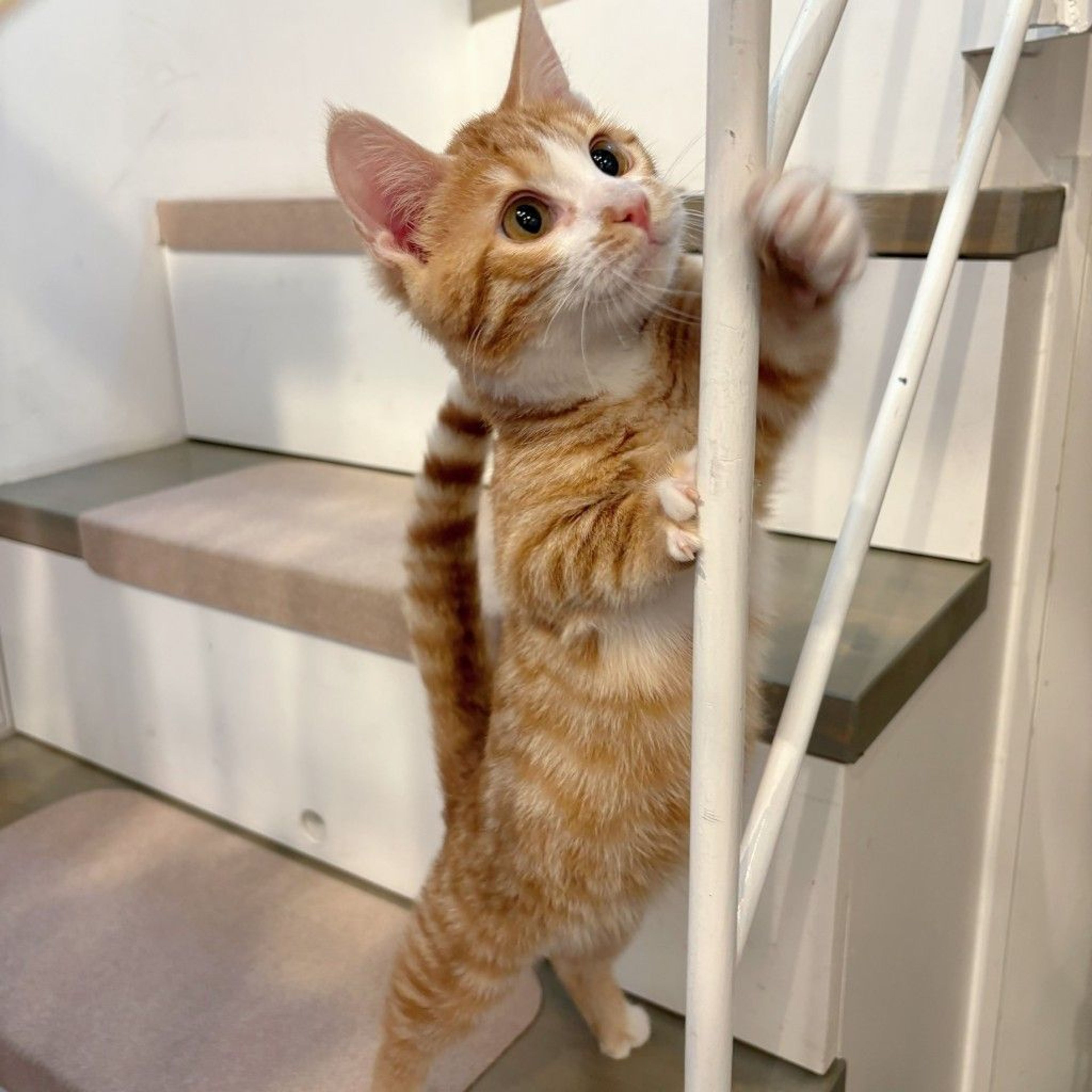 マンチカン・オスの里親募集の写真