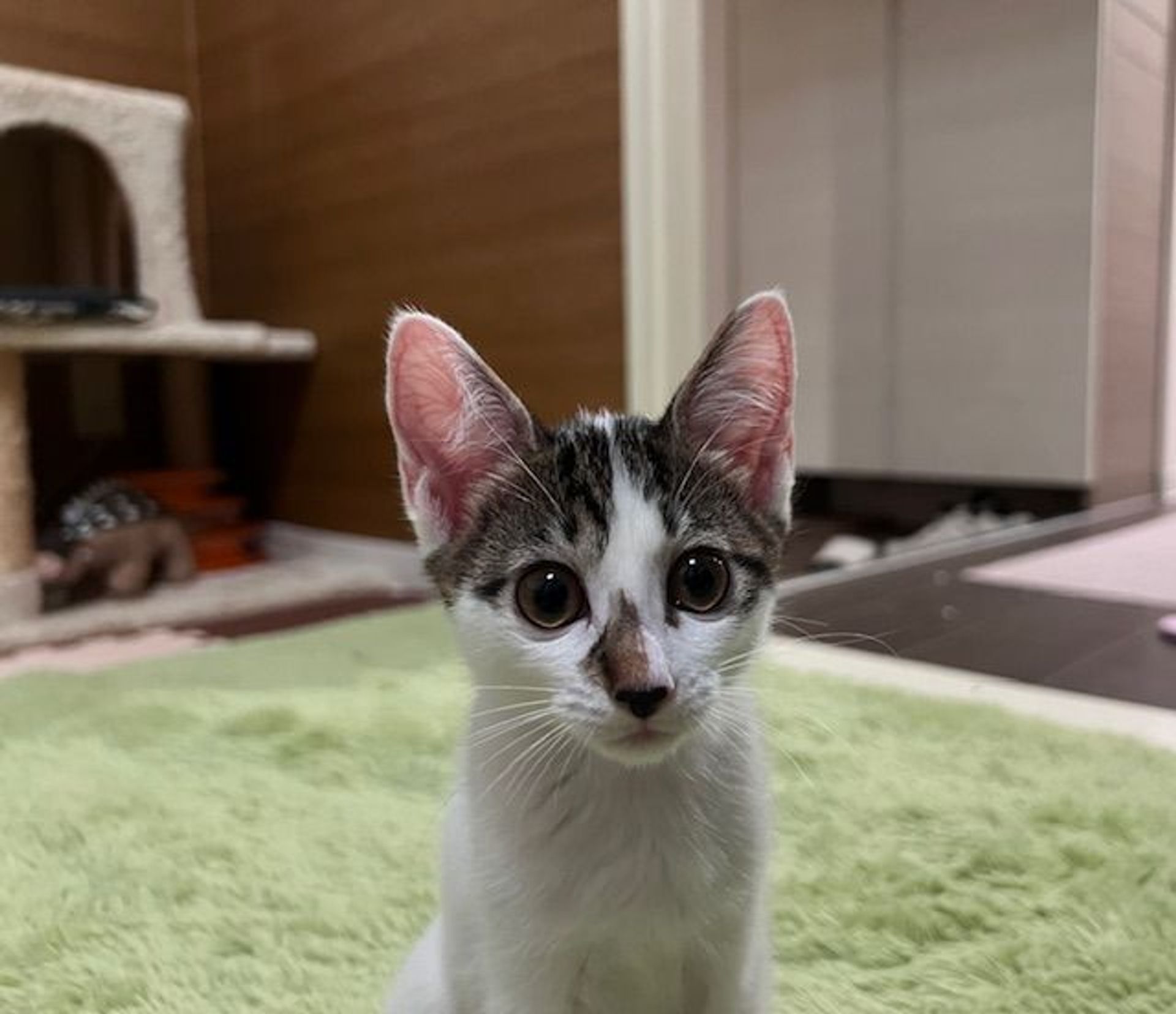 雑種（ミックス猫）・メスの里親募集の写真