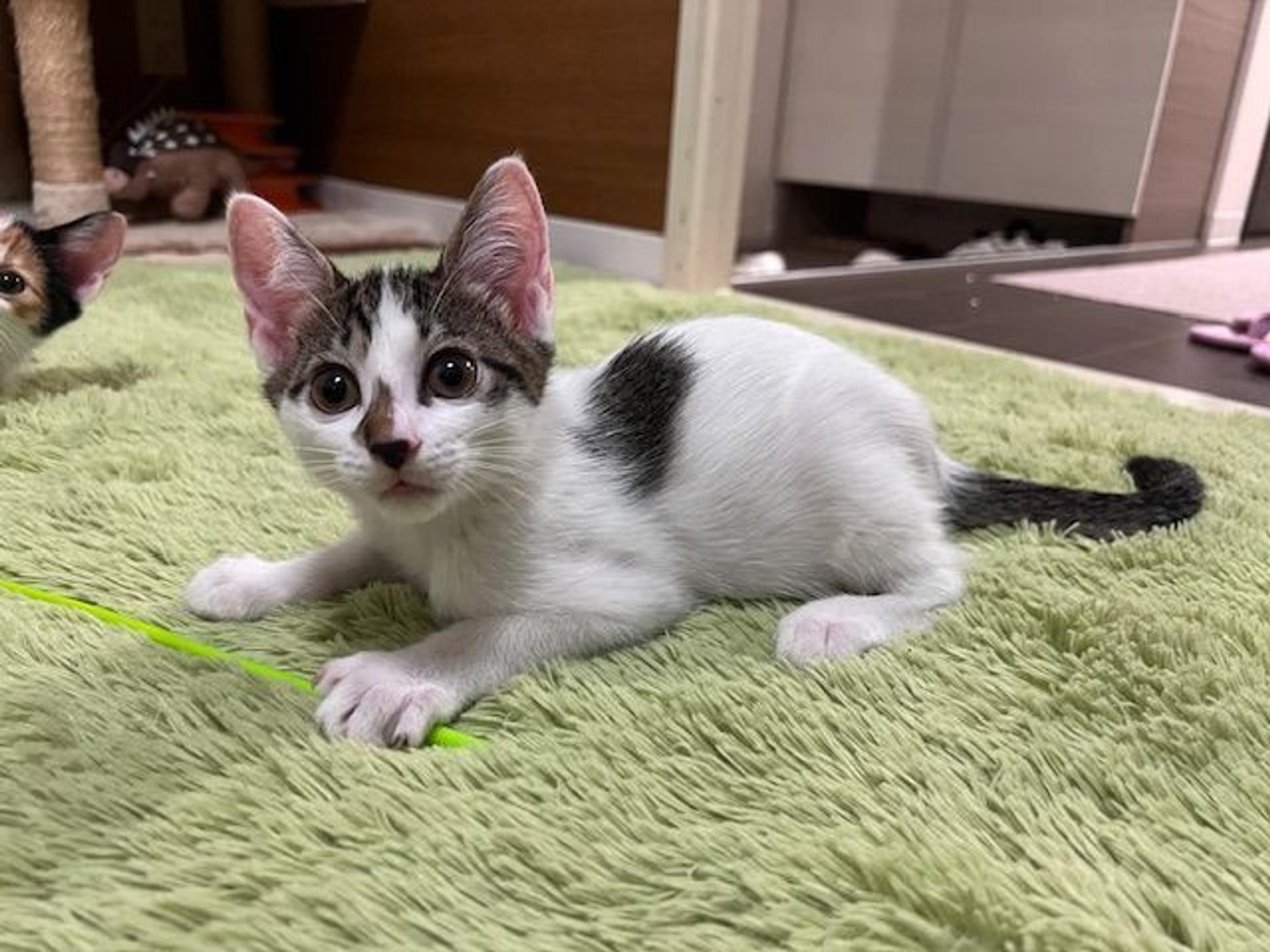 pet-image-2