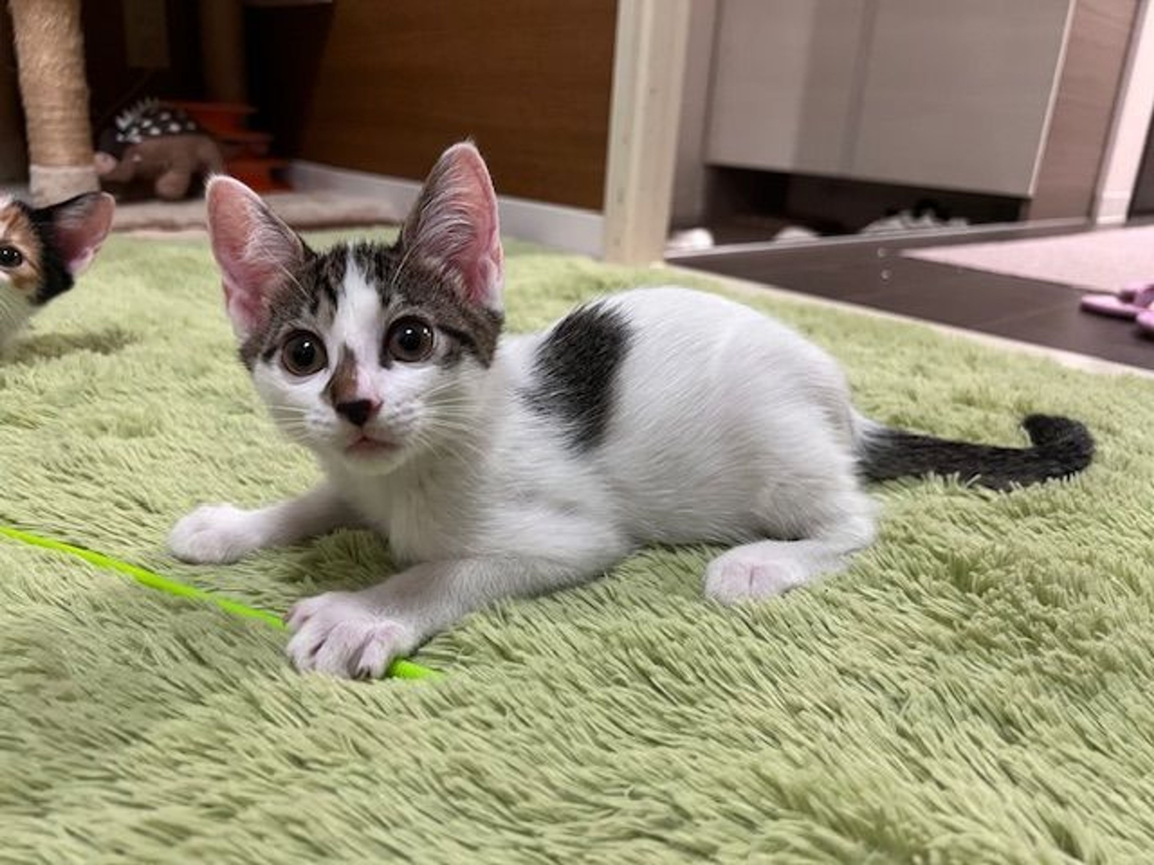pet-image-2