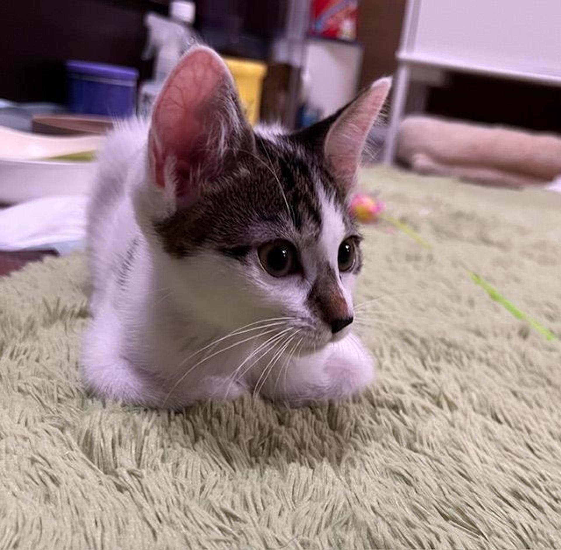 pet-image-4