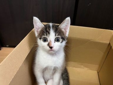 あまぎ