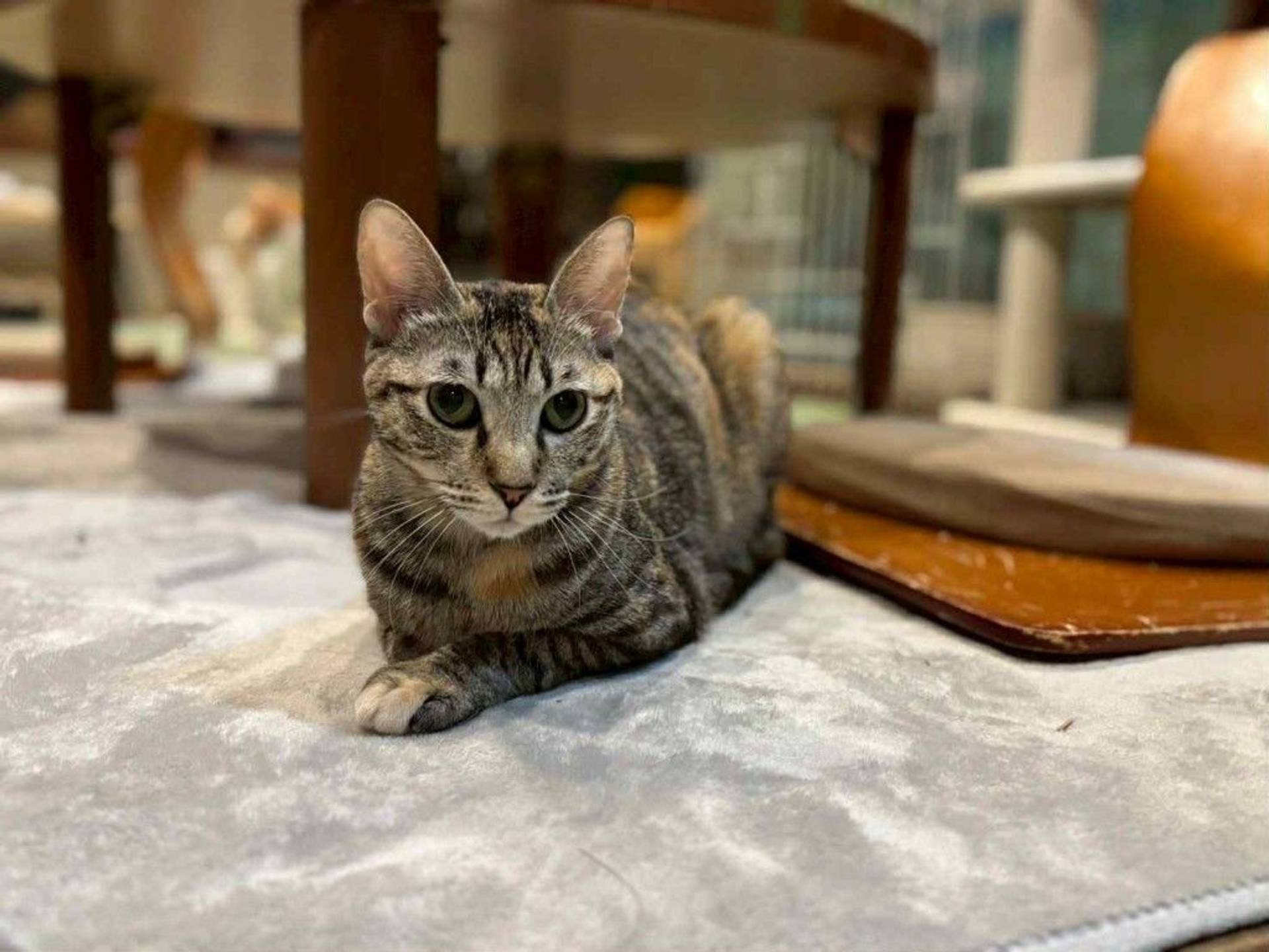 雑種（ミックス猫）・メスの里親募集の写真