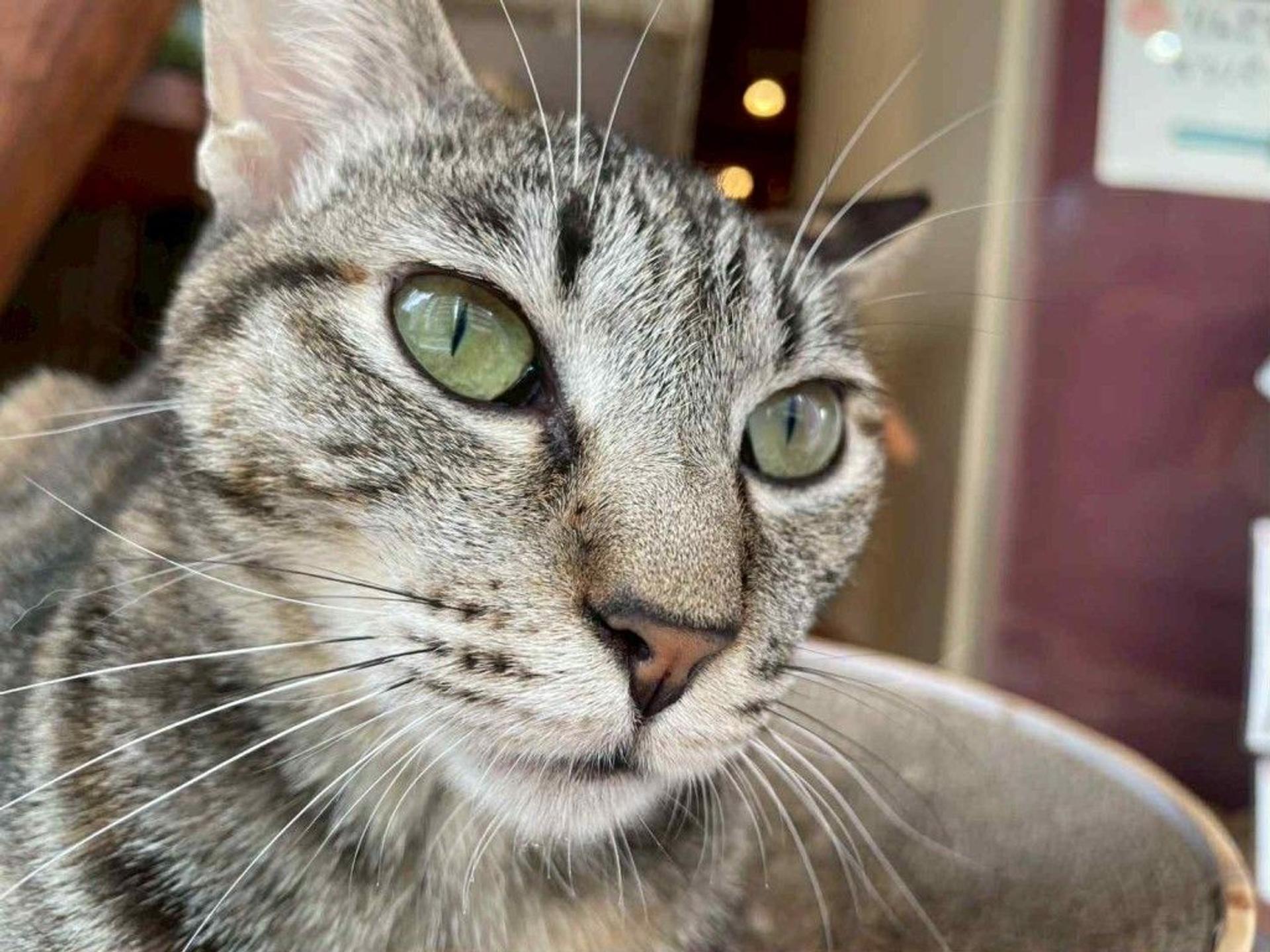 pet-image-4