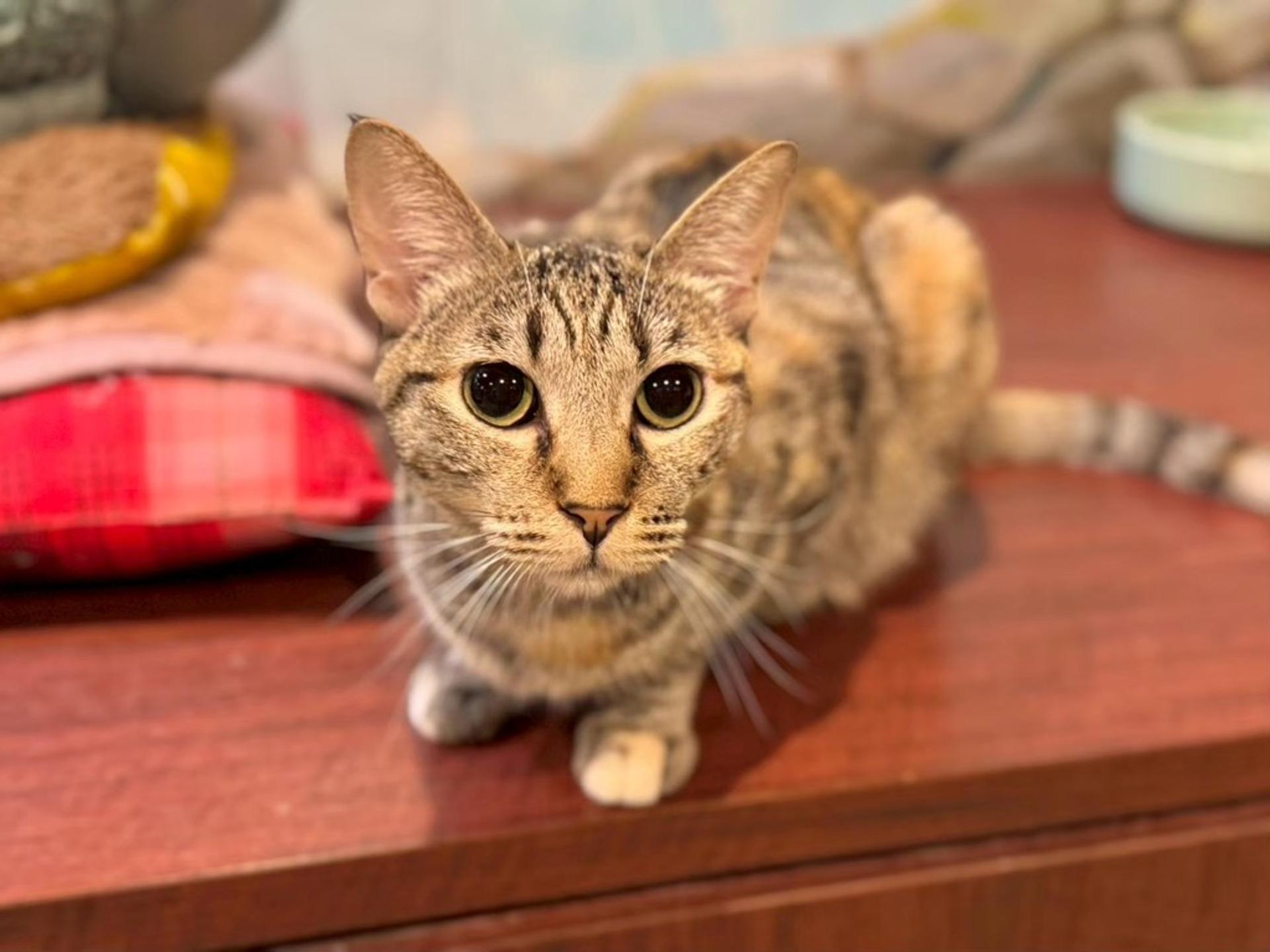 pet-image-6