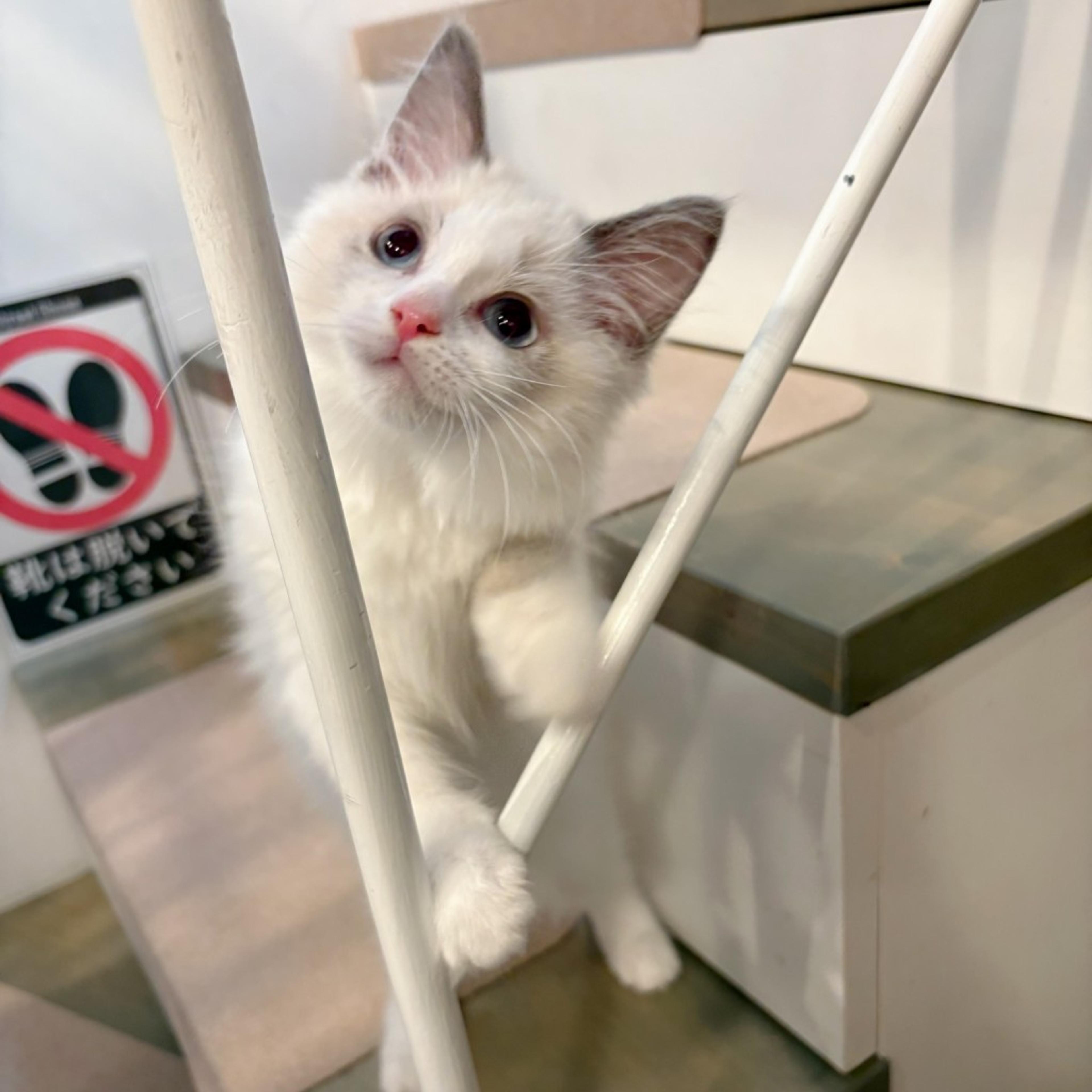 pet-image-3
