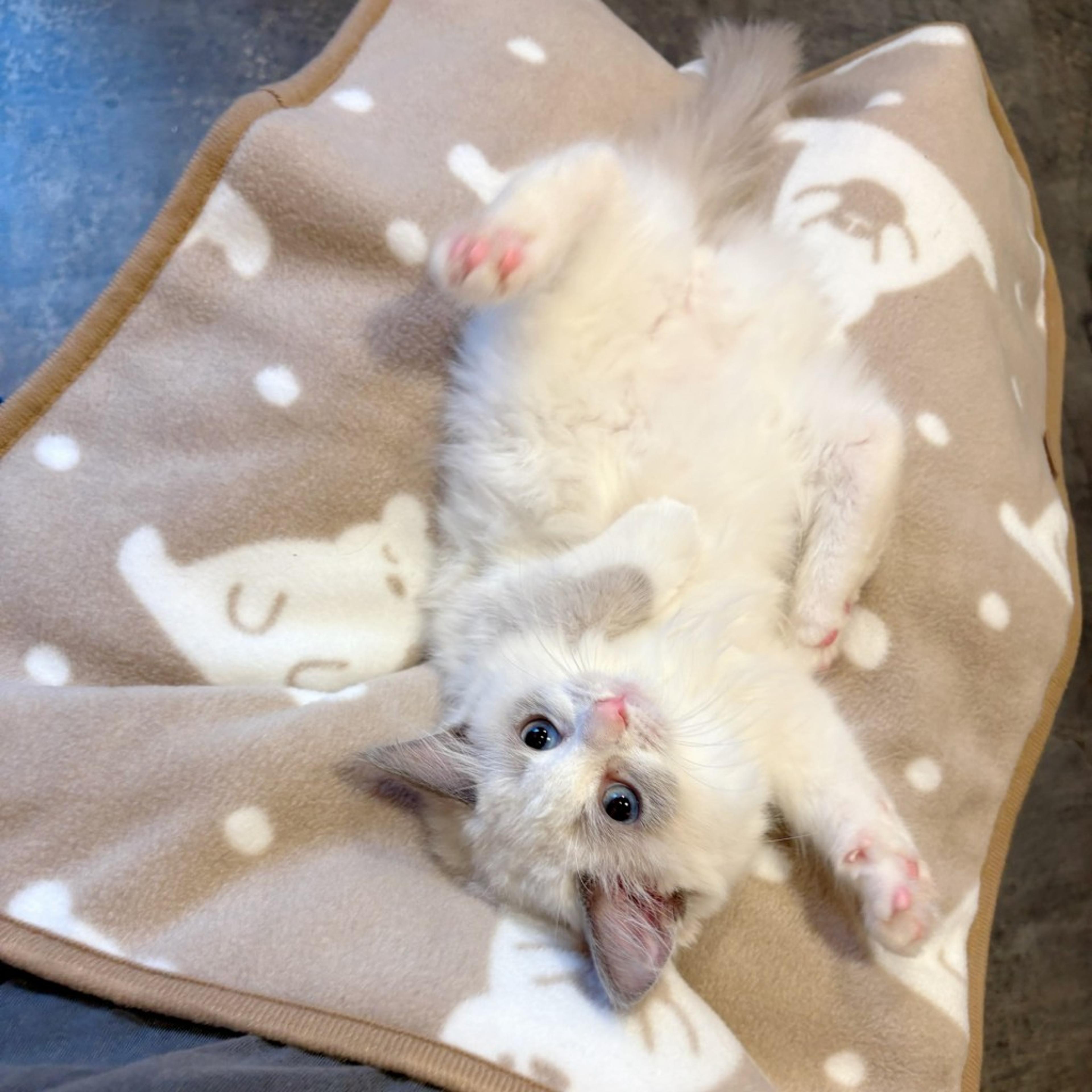 pet-image-6