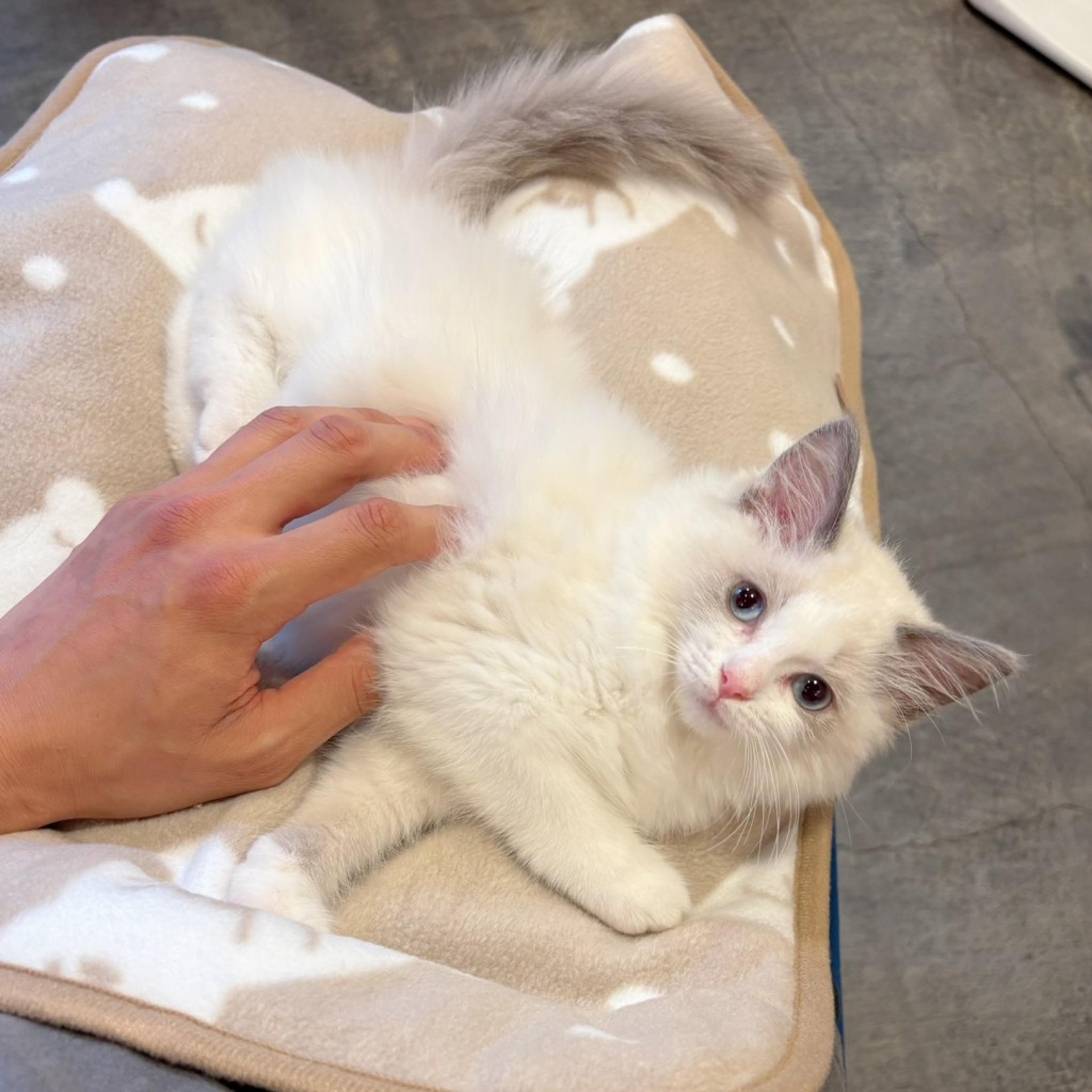 pet-image-7