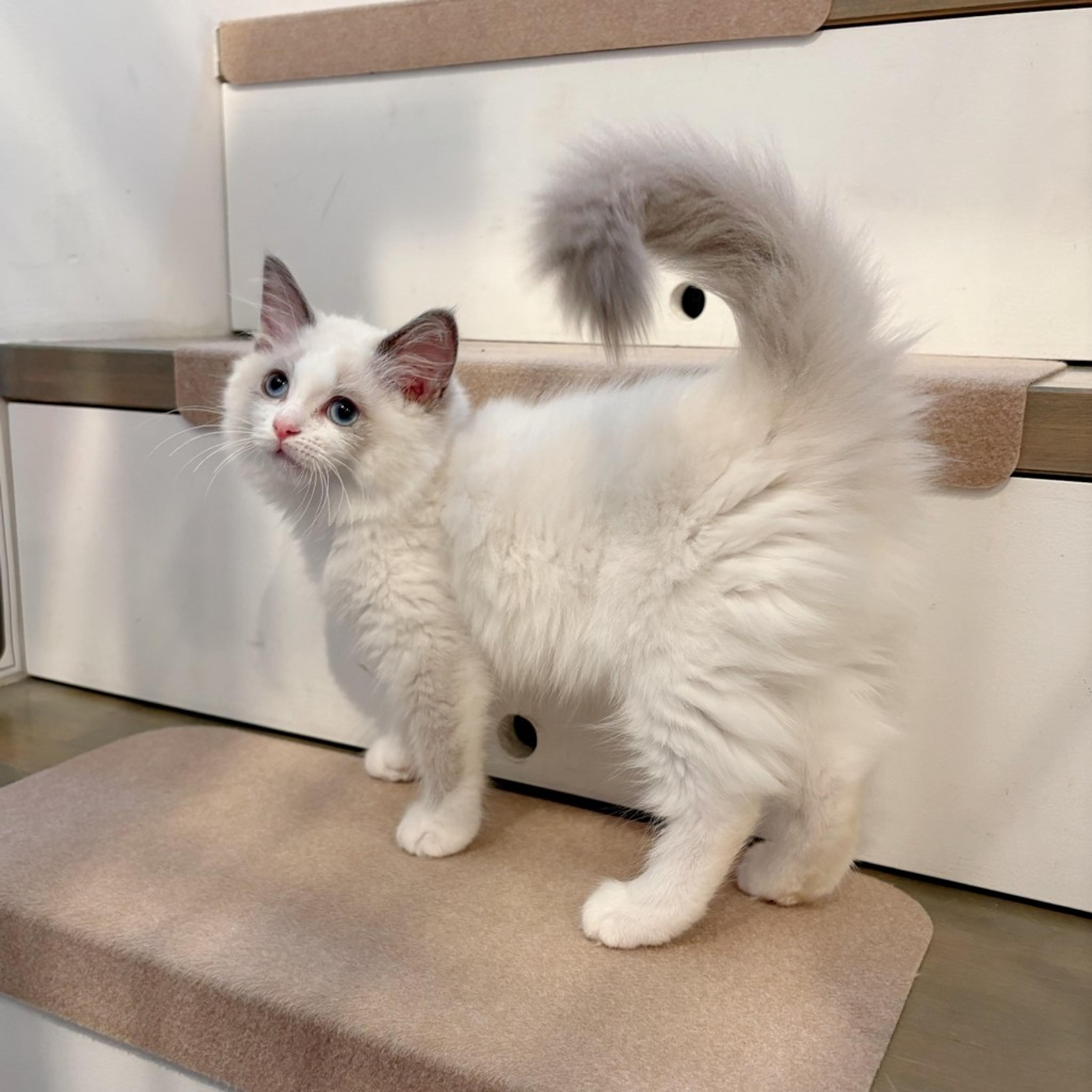 pet-image-4