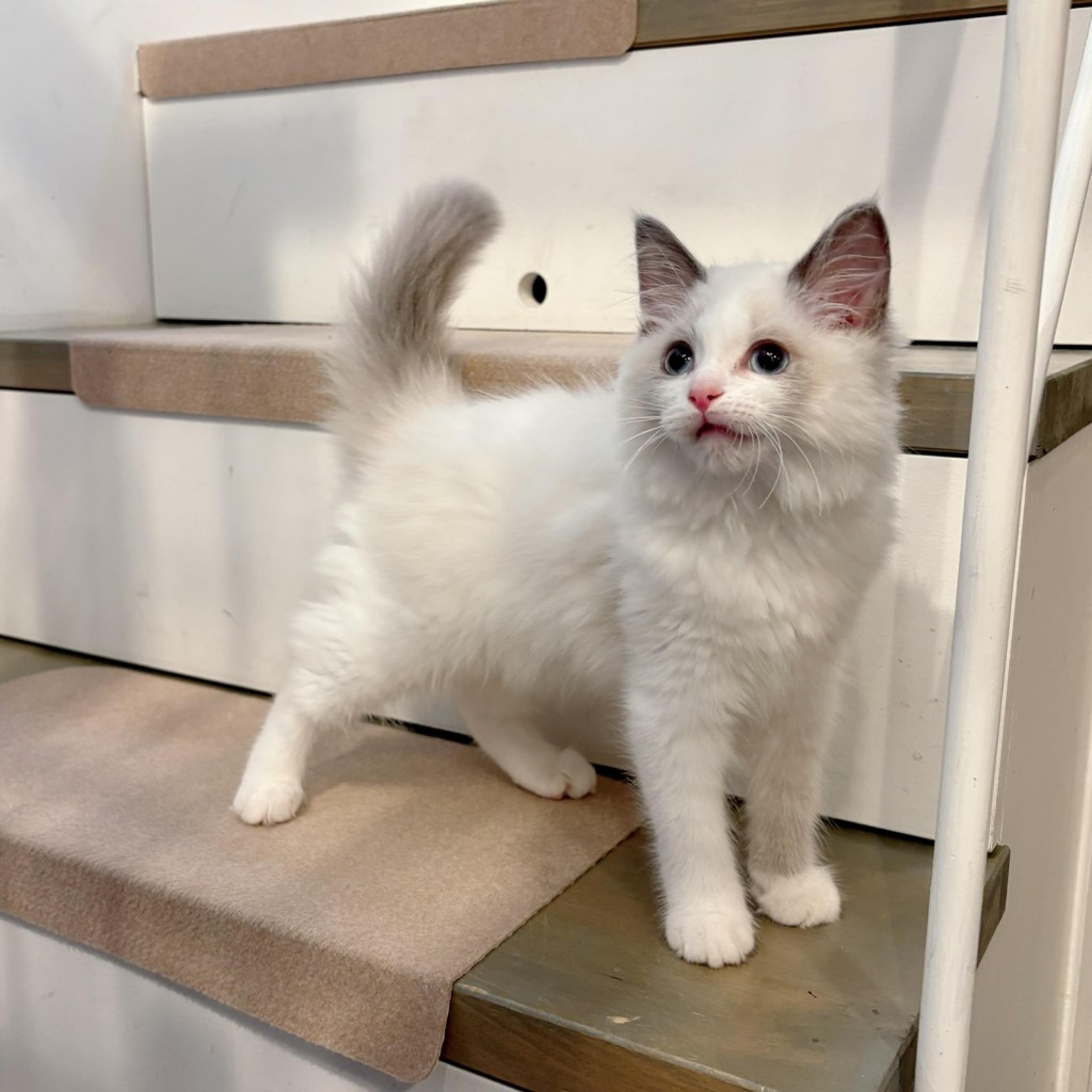 pet-image-8