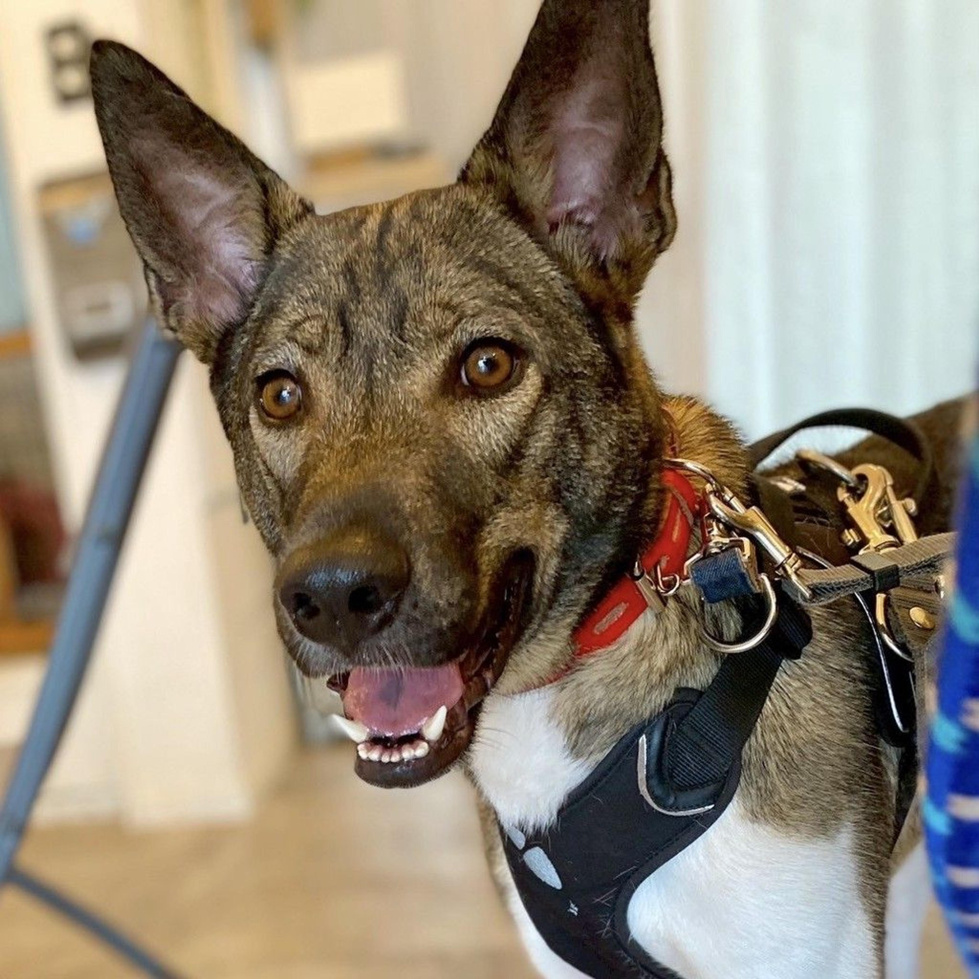 pet-image-2