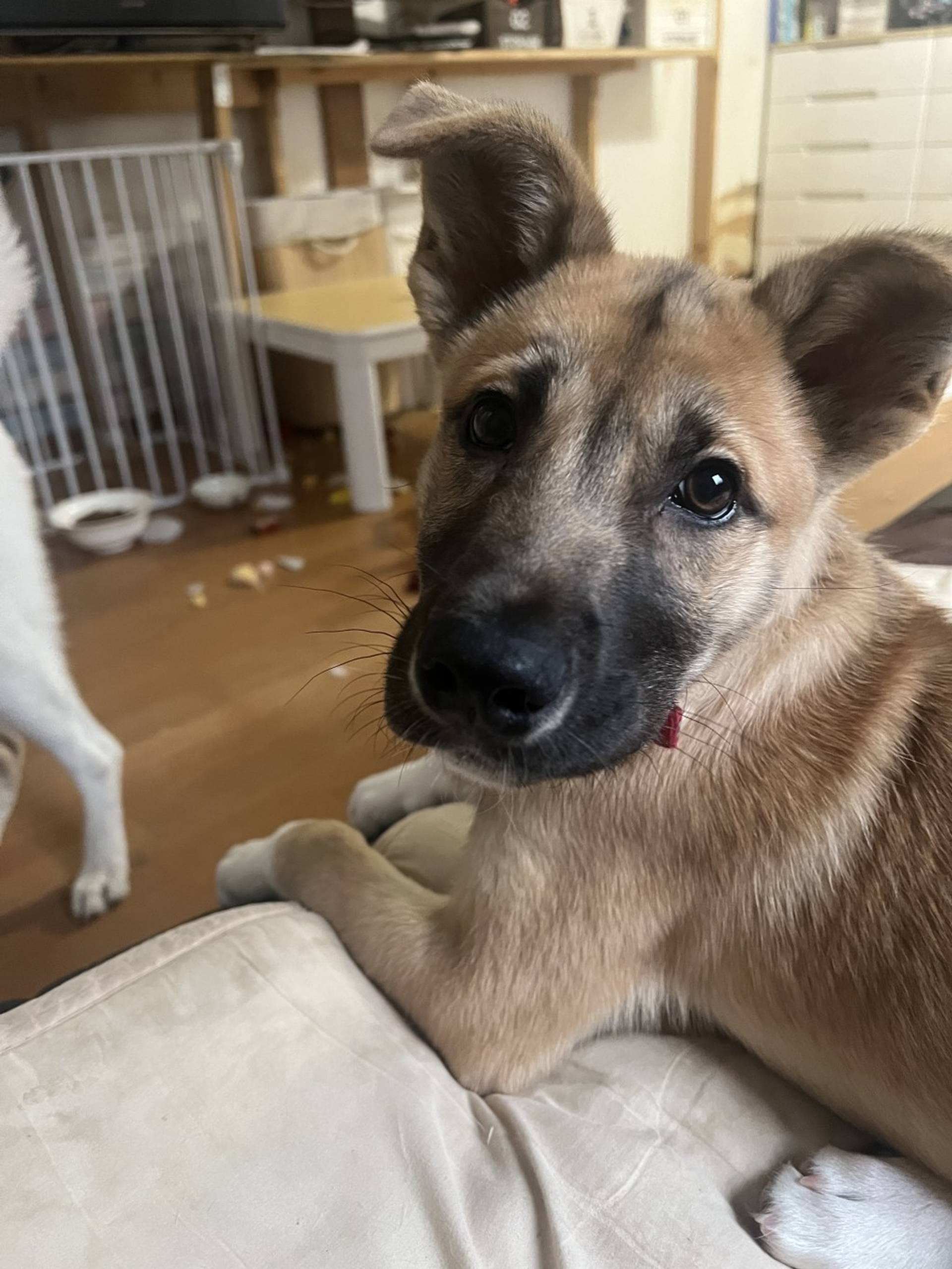 雑種（ミックス犬）・オスの里親募集の写真