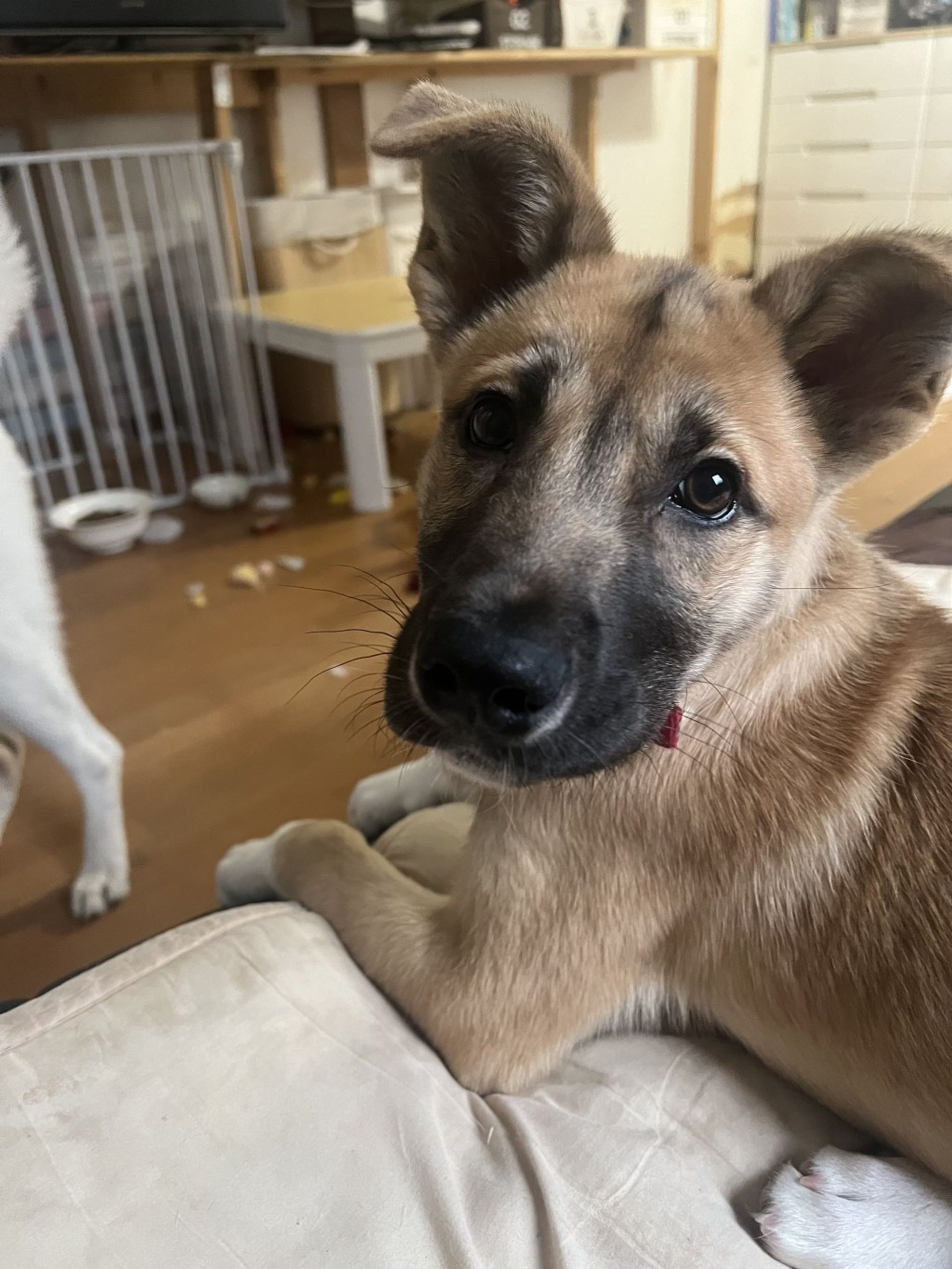 雑種（ミックス犬）・オスの里親募集の写真