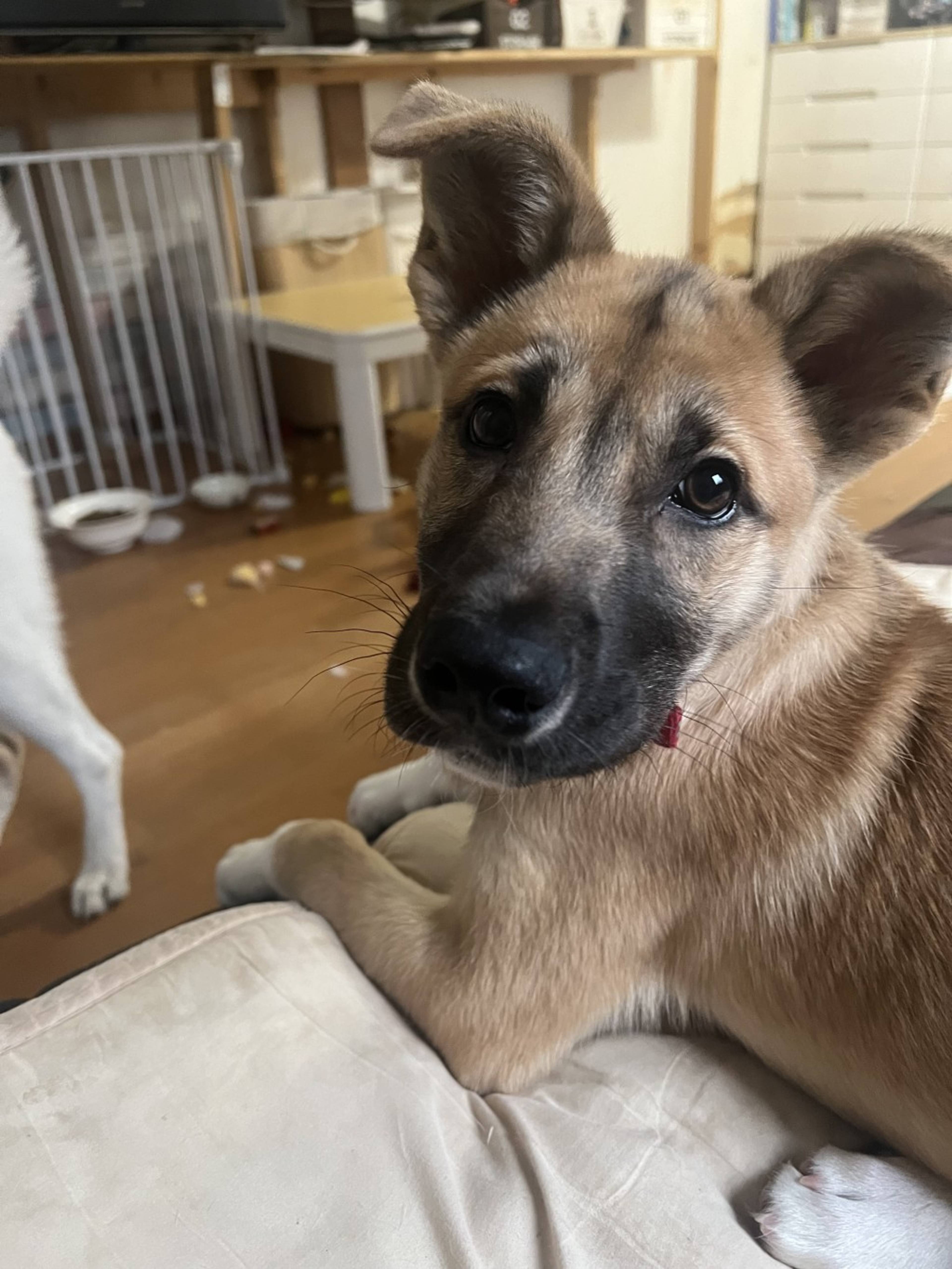 雑種（ミックス犬）・オスの里親募集の写真