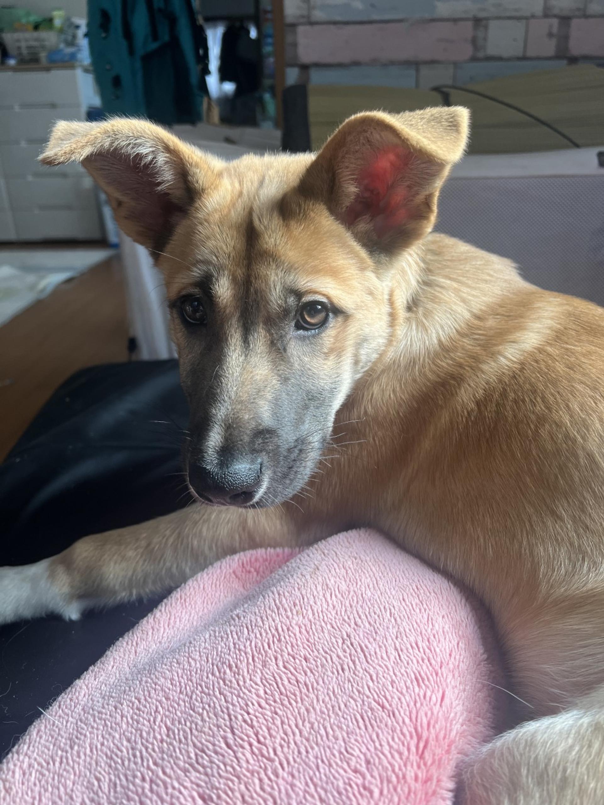 pet-image-2