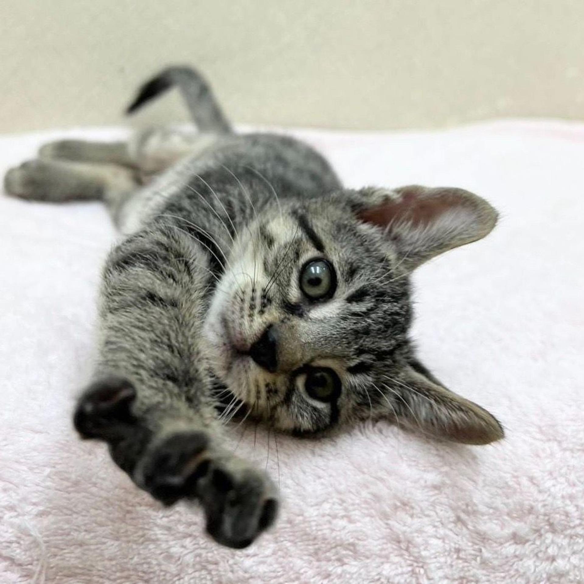 pet-image-4