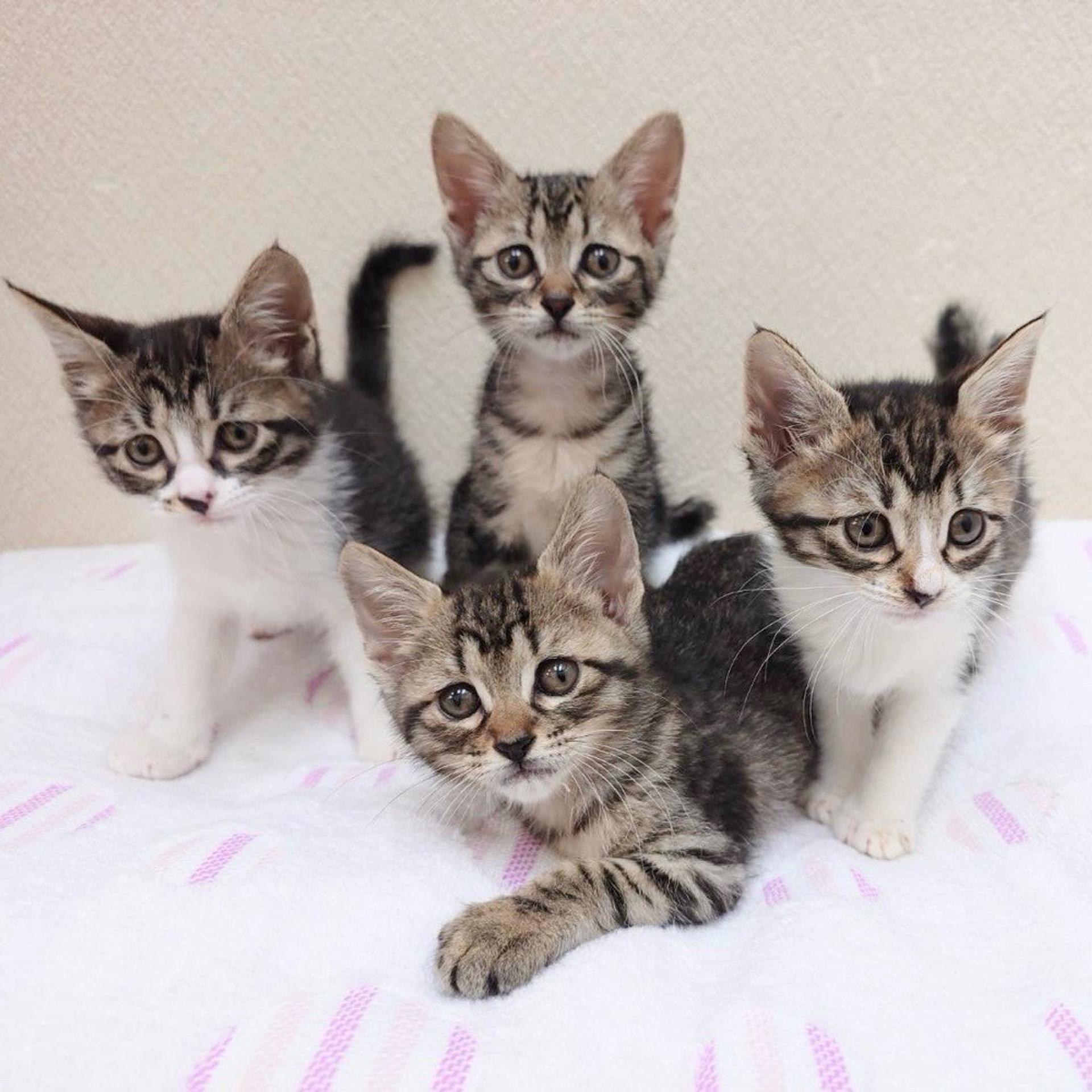 pet-image-6