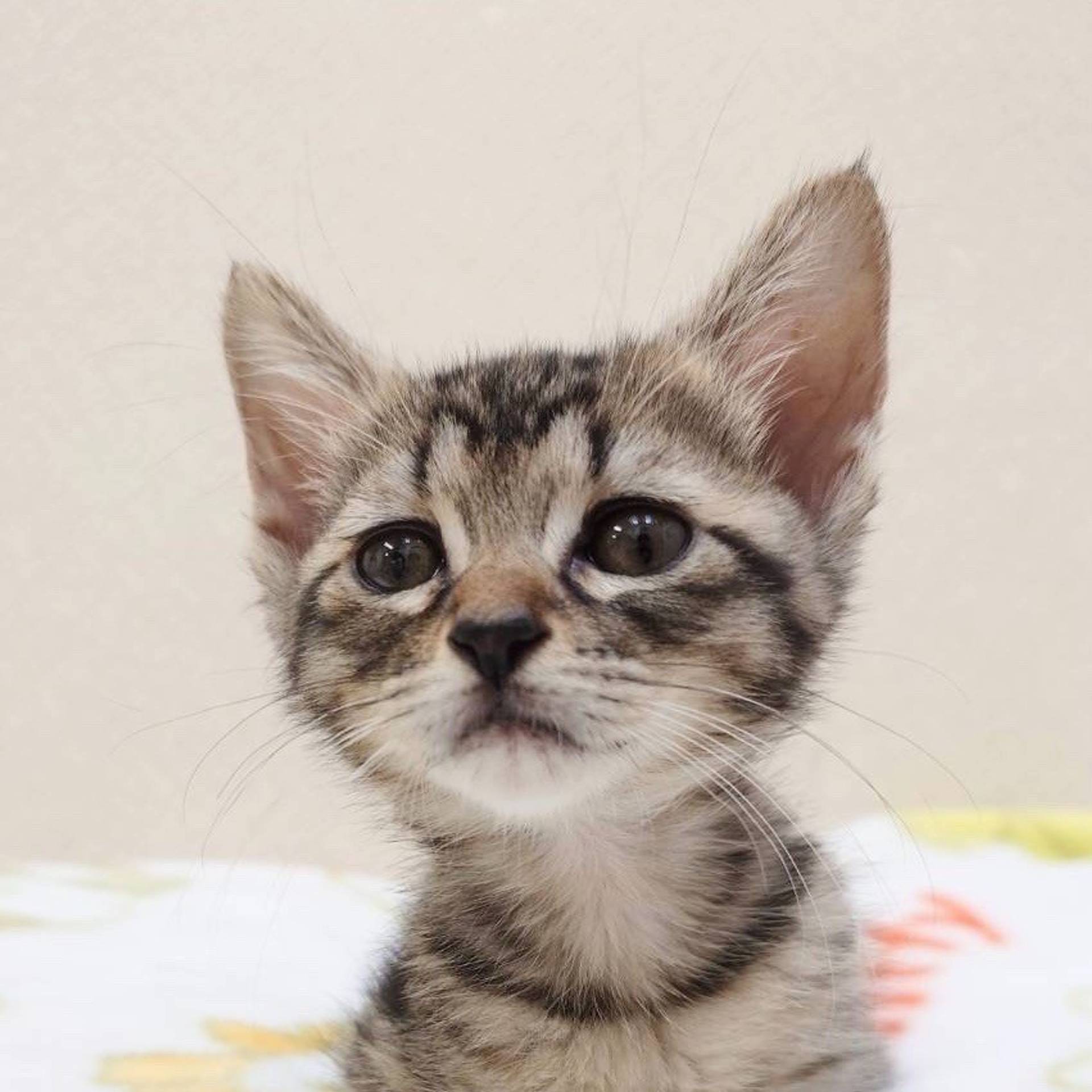 雑種（ミックス猫）・メスの里親募集の写真