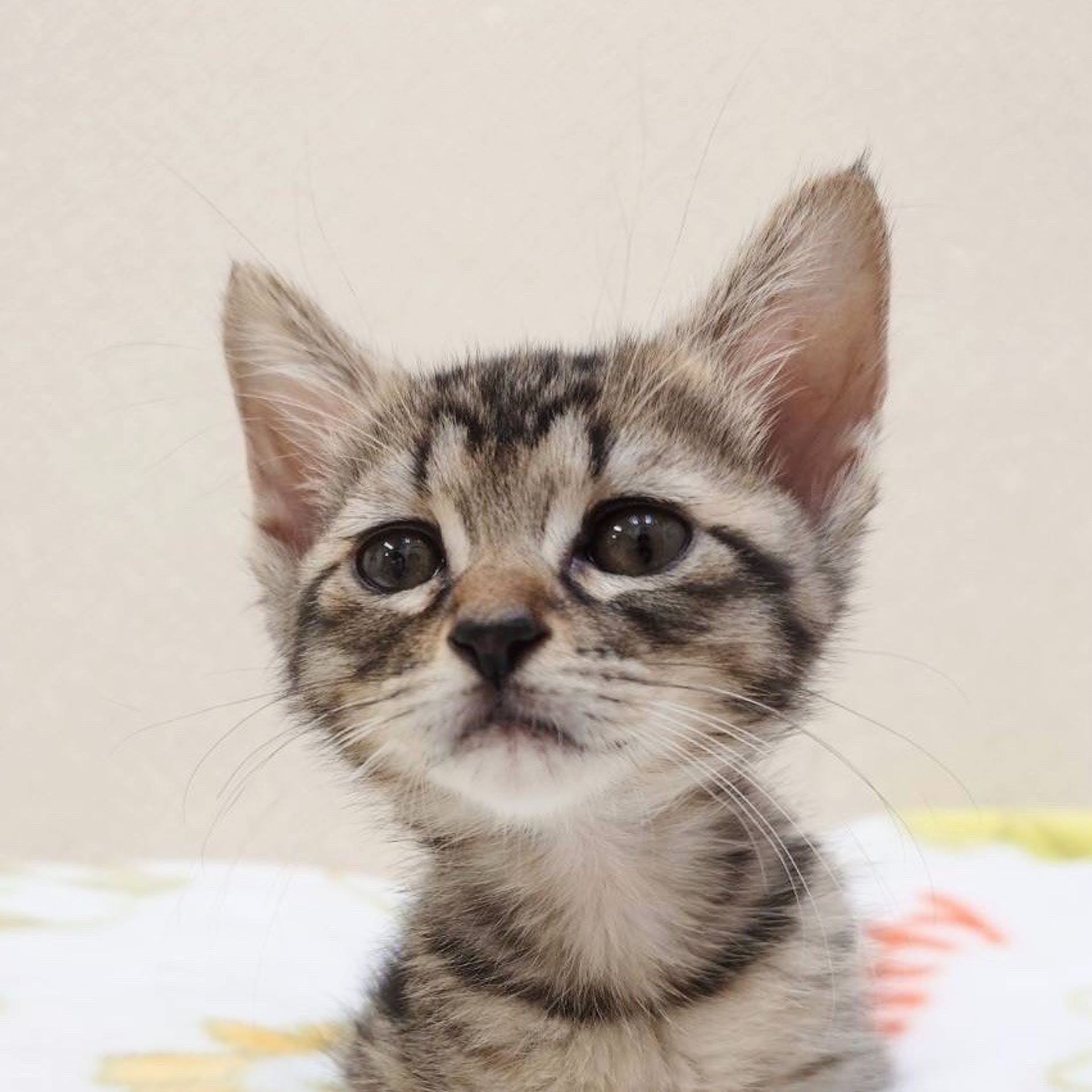 雑種（ミックス猫）・メスの里親募集の写真