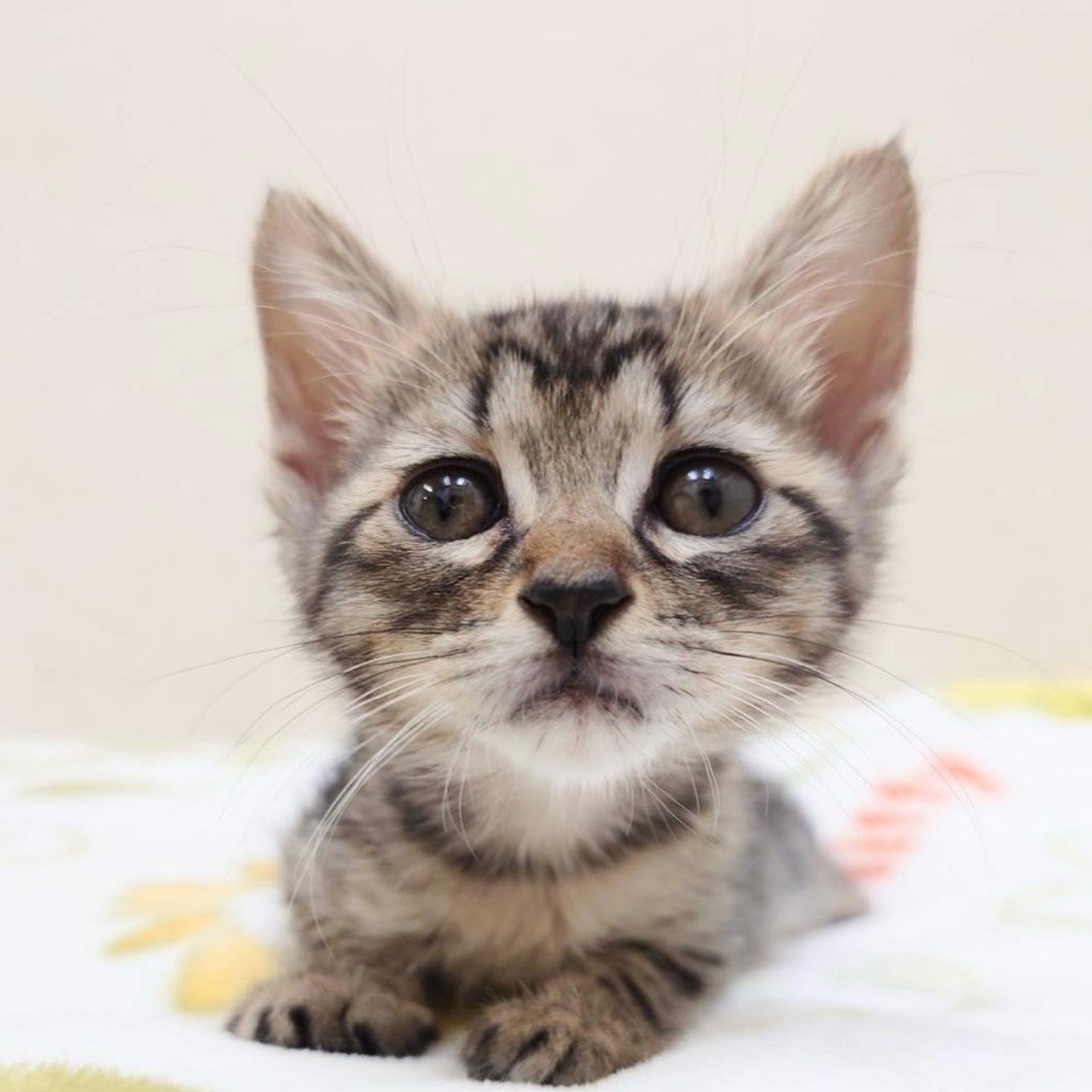 pet-image-2