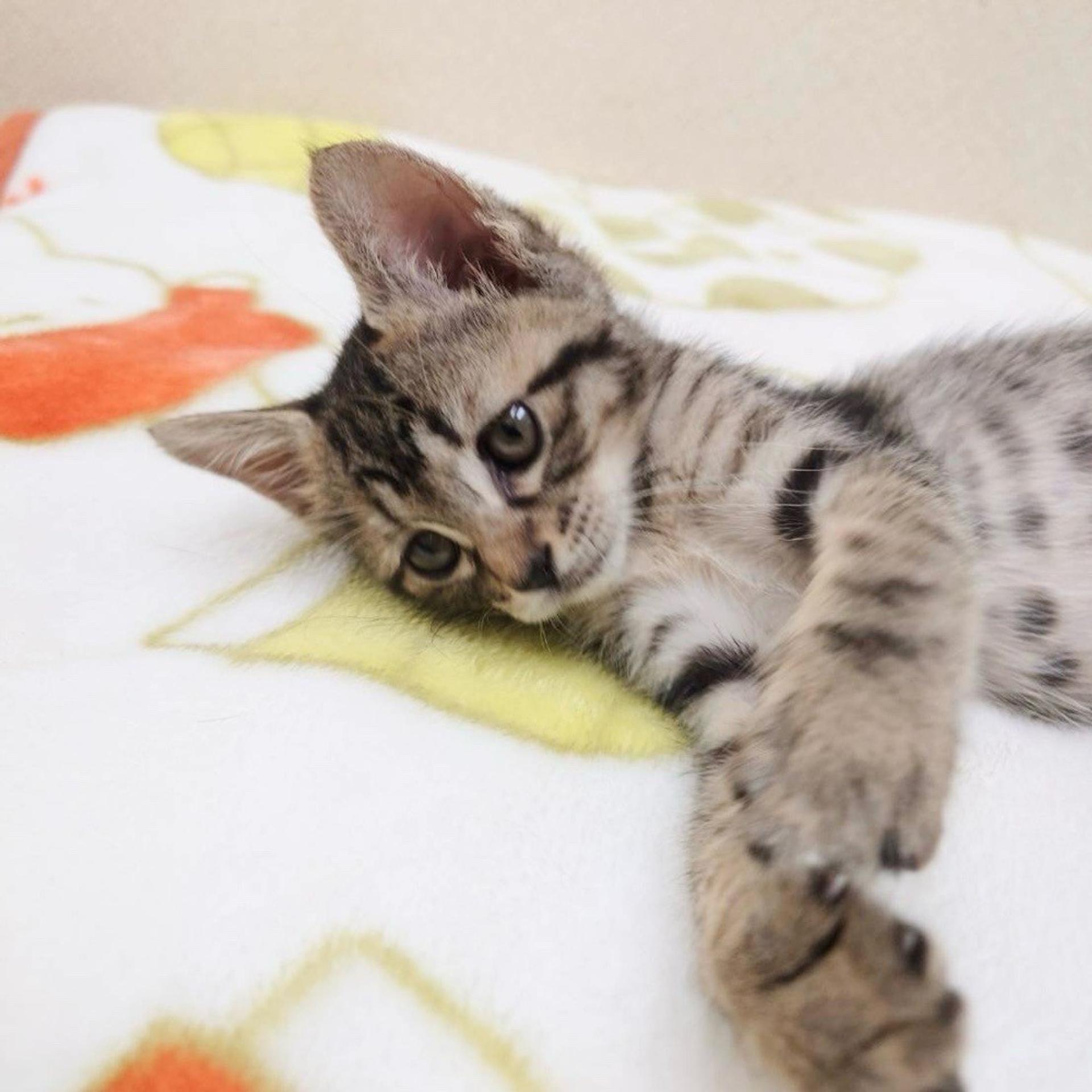 pet-image-4