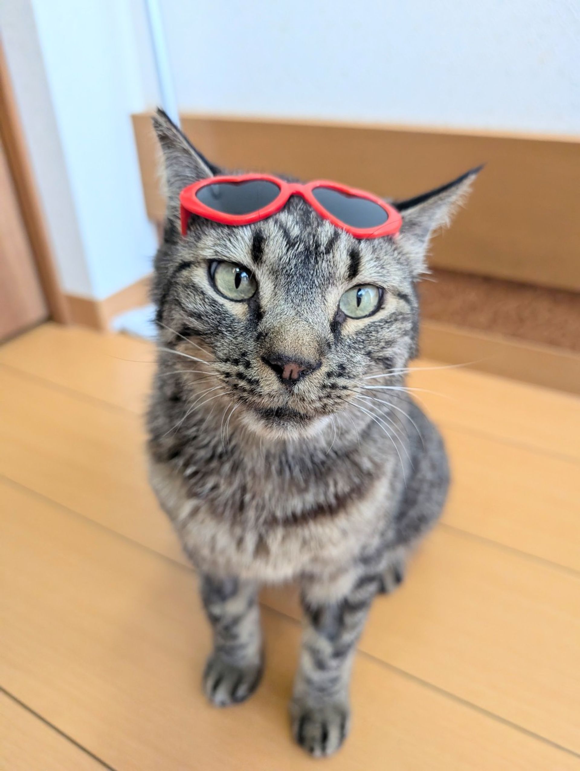 雑種（ミックス猫）・オスの里親募集の写真