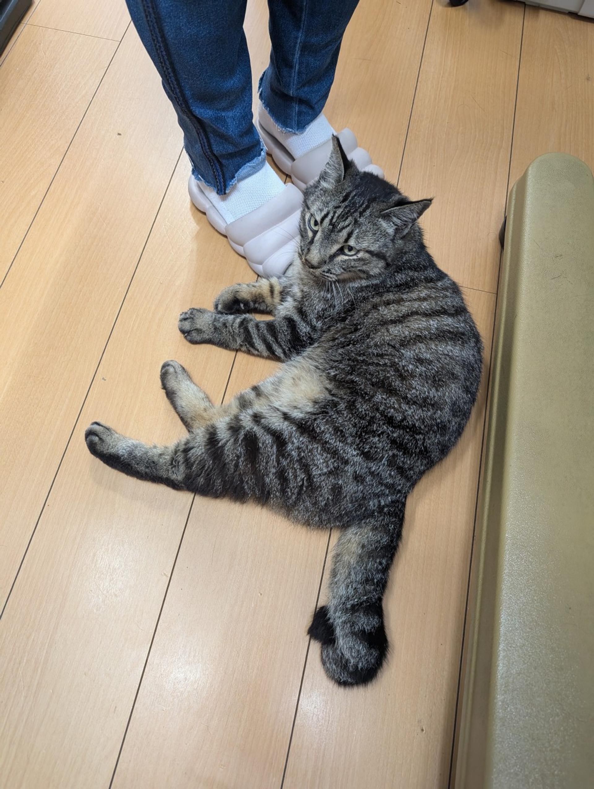 pet-image-3